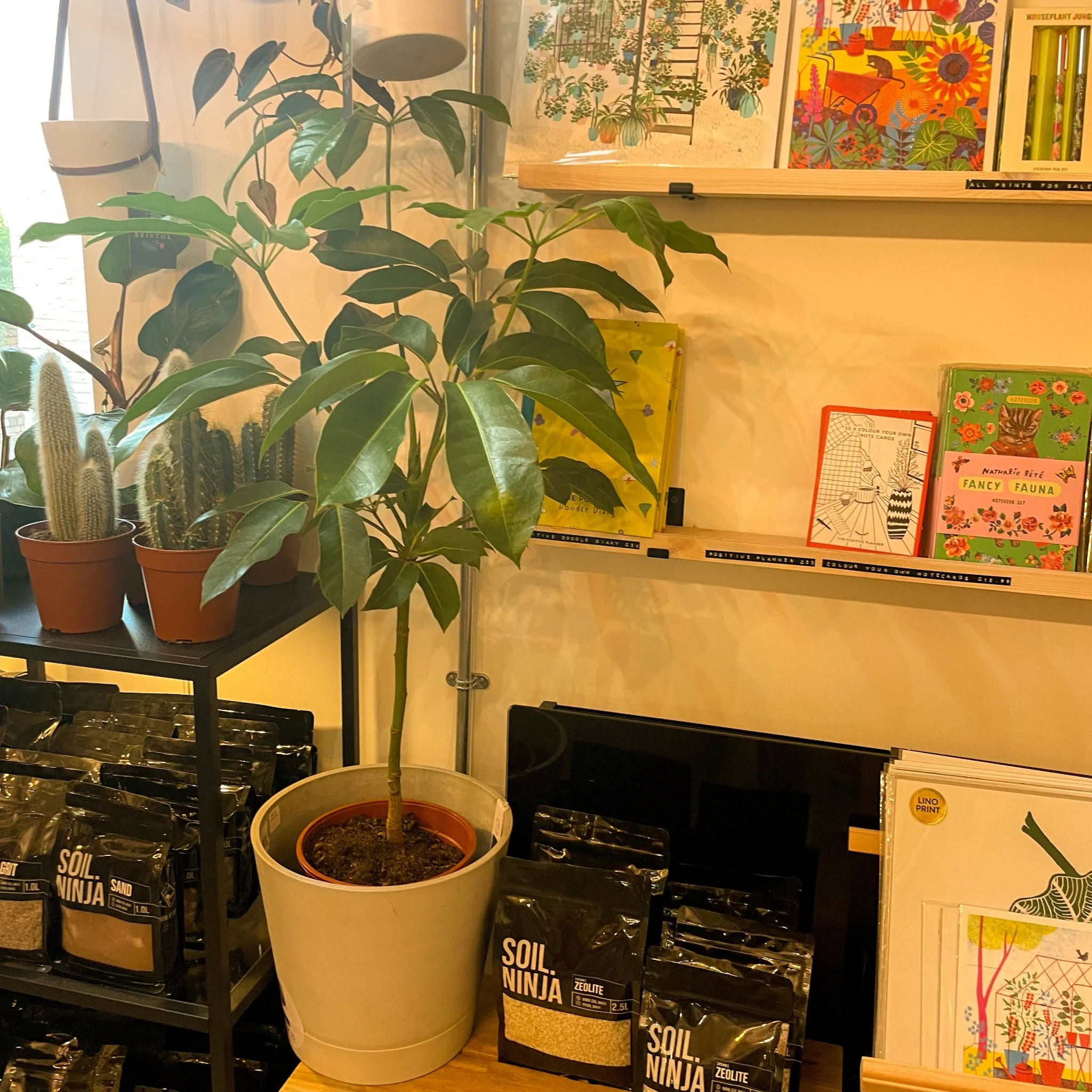 Schefflera actinophylla - Octopus Tree - Image 4