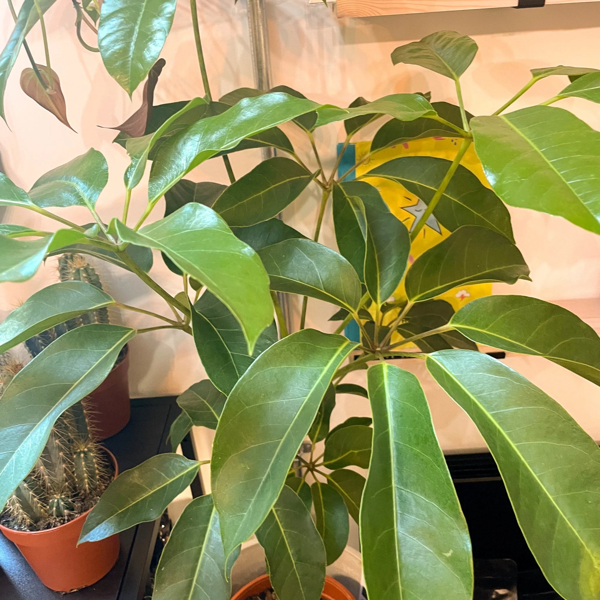 Schefflera actinophylla - Octopus Tree - Image 5