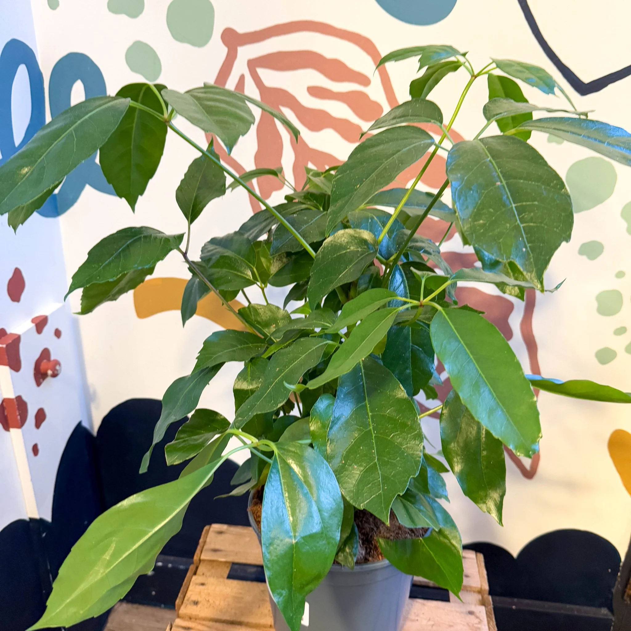 Schefflera actinophylla - Octopus Tree - Image 6