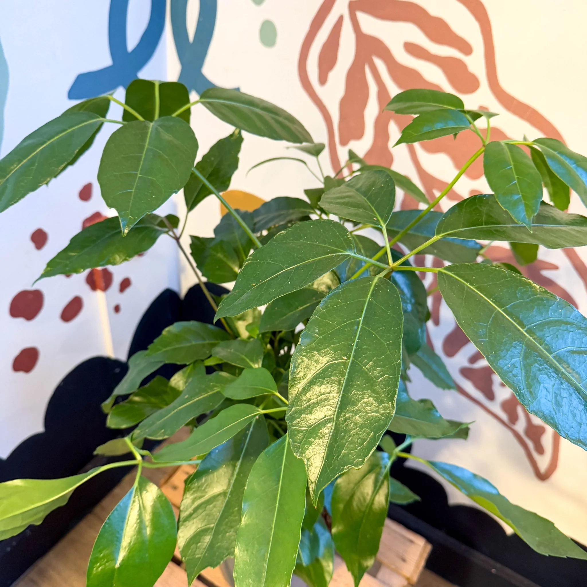 Schefflera actinophylla - Octopus Tree - Image 7