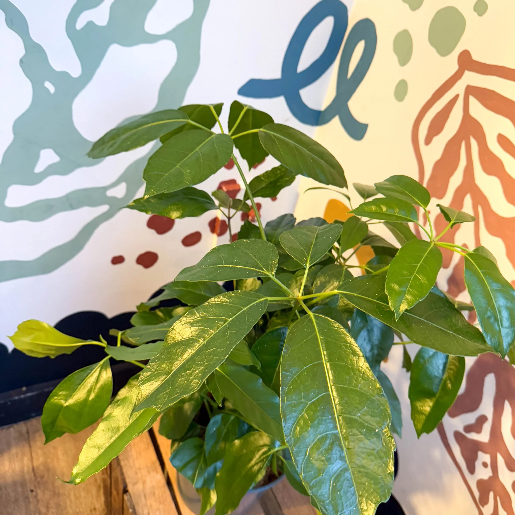 Schefflera actinophylla - Octopus Tree - Image 8