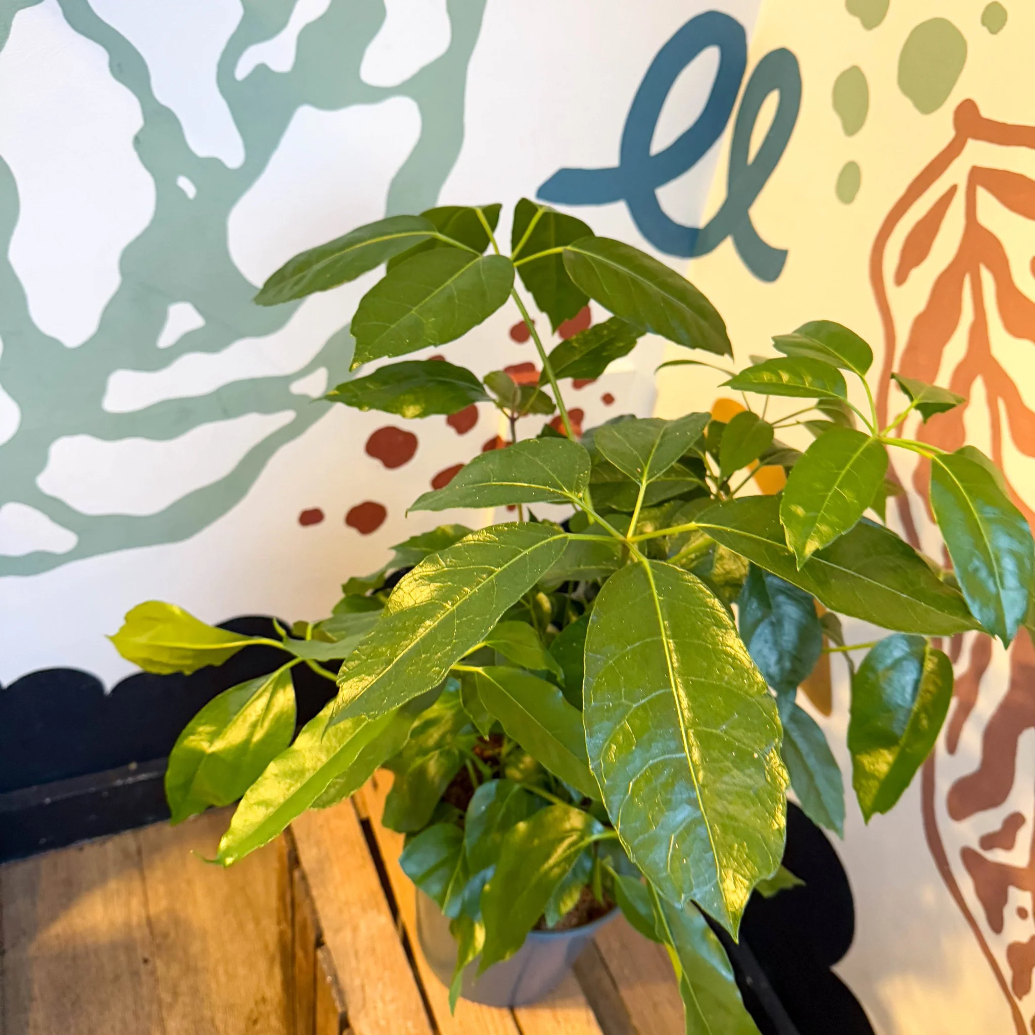 Schefflera actinophylla - Octopus Tree - Image 9