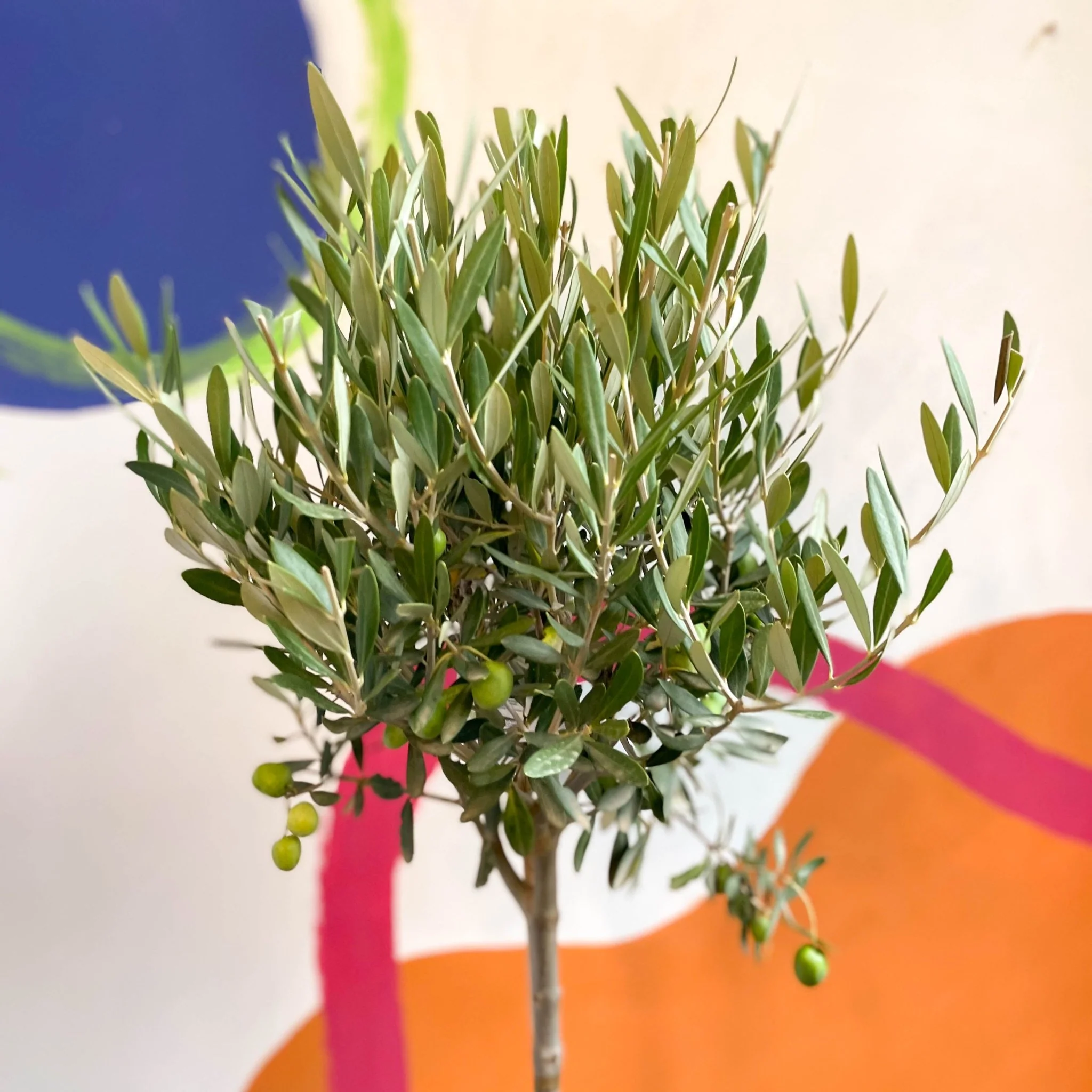 Olea europaea - Olive Tree - Image 3