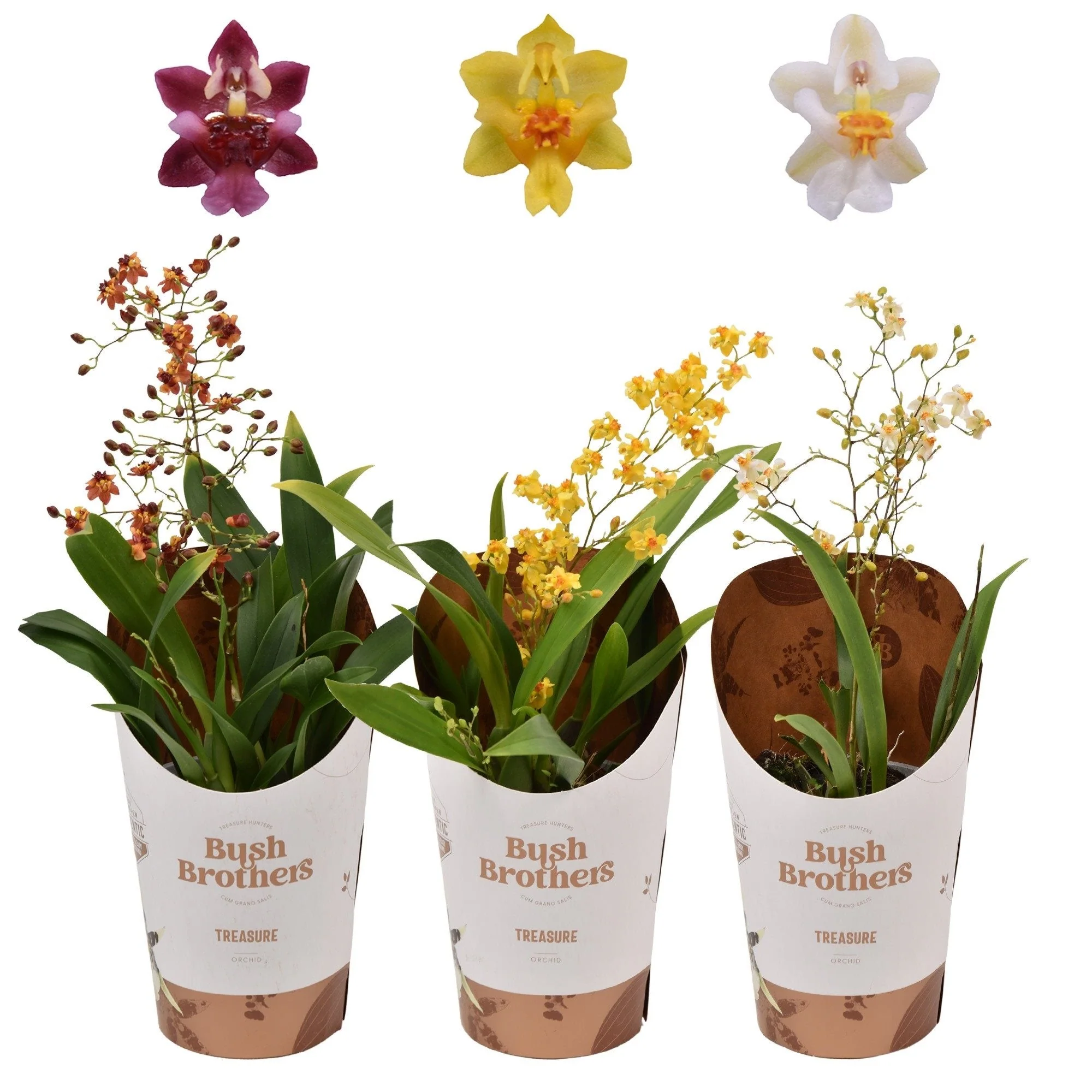 Oncidium flexuosum 'Twinkle’ - Tiny Butterfly Orchid (Random Colour/Buds Closed)