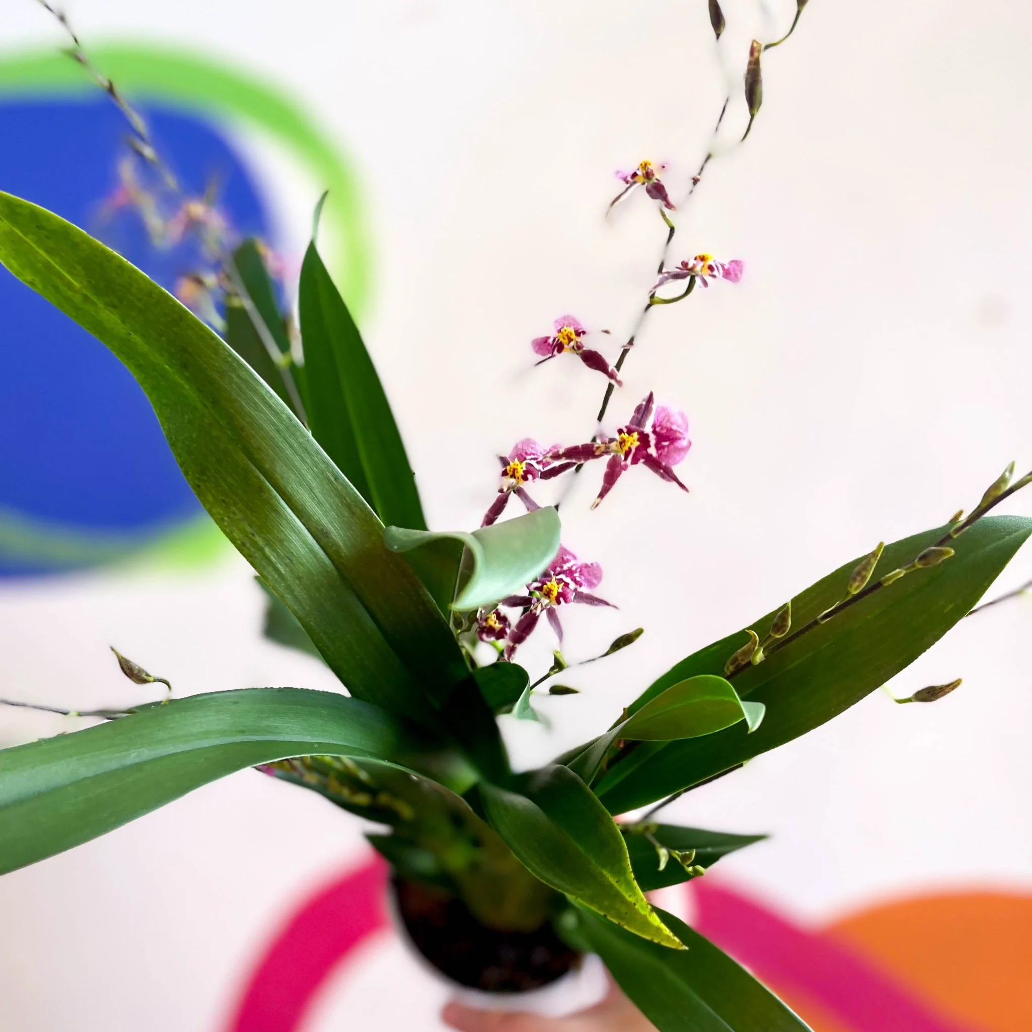 Oncidium x 'Titanium Treasure' - Butterfly Orchid - Image 10