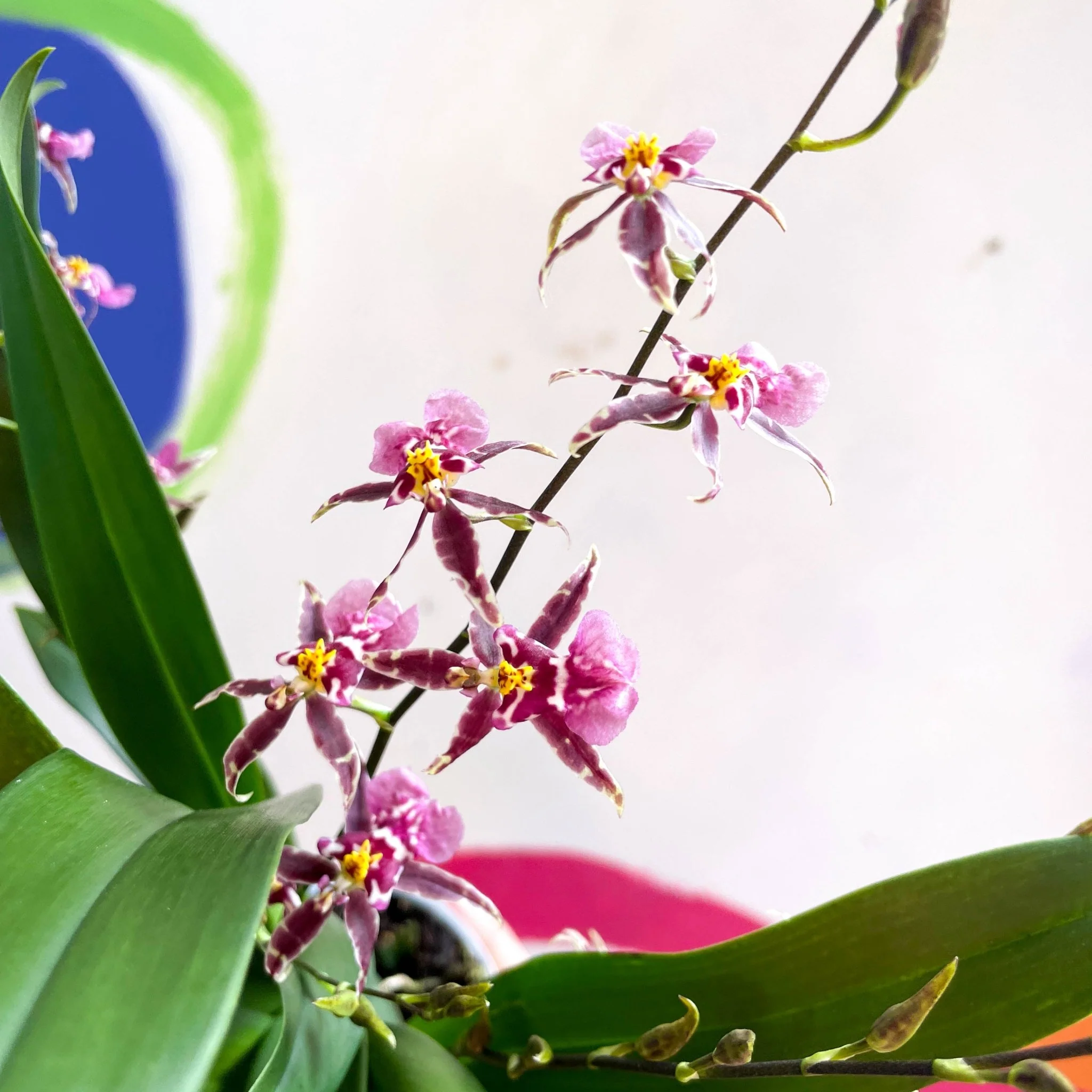 Oncidium x 'Titanium Treasure' - Butterfly Orchid - Image 7