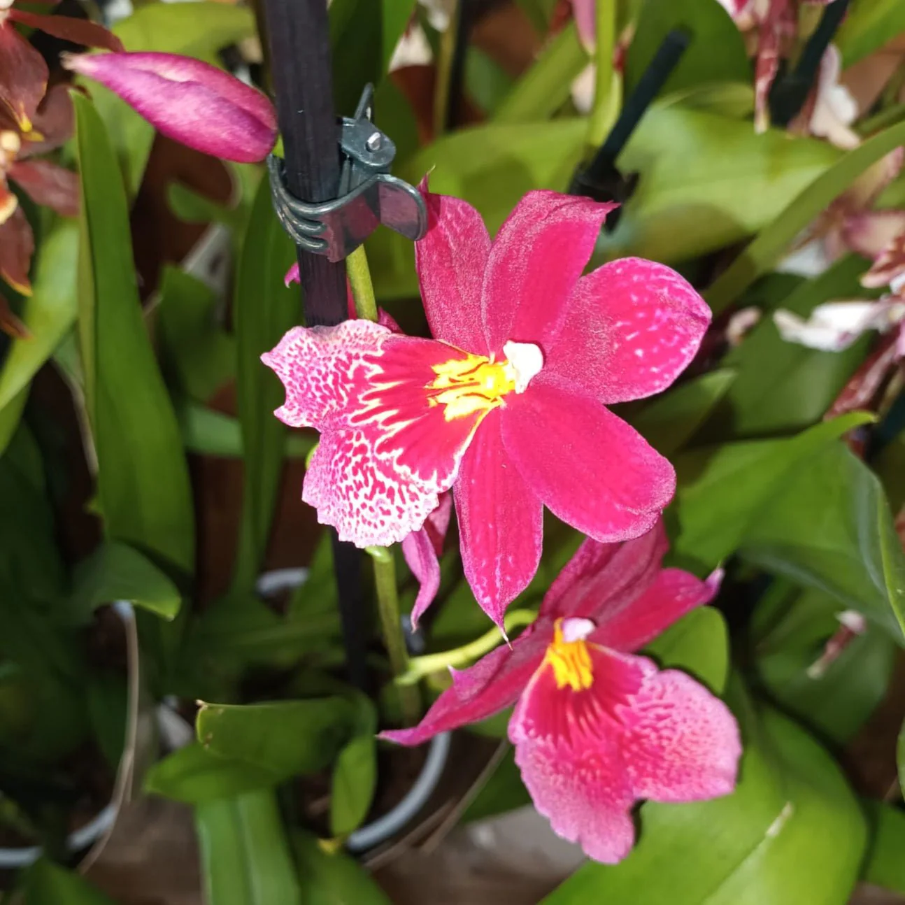 Oncidopsis x ‘Nelly Isler’ – Red Cambria Orchid - Image 2