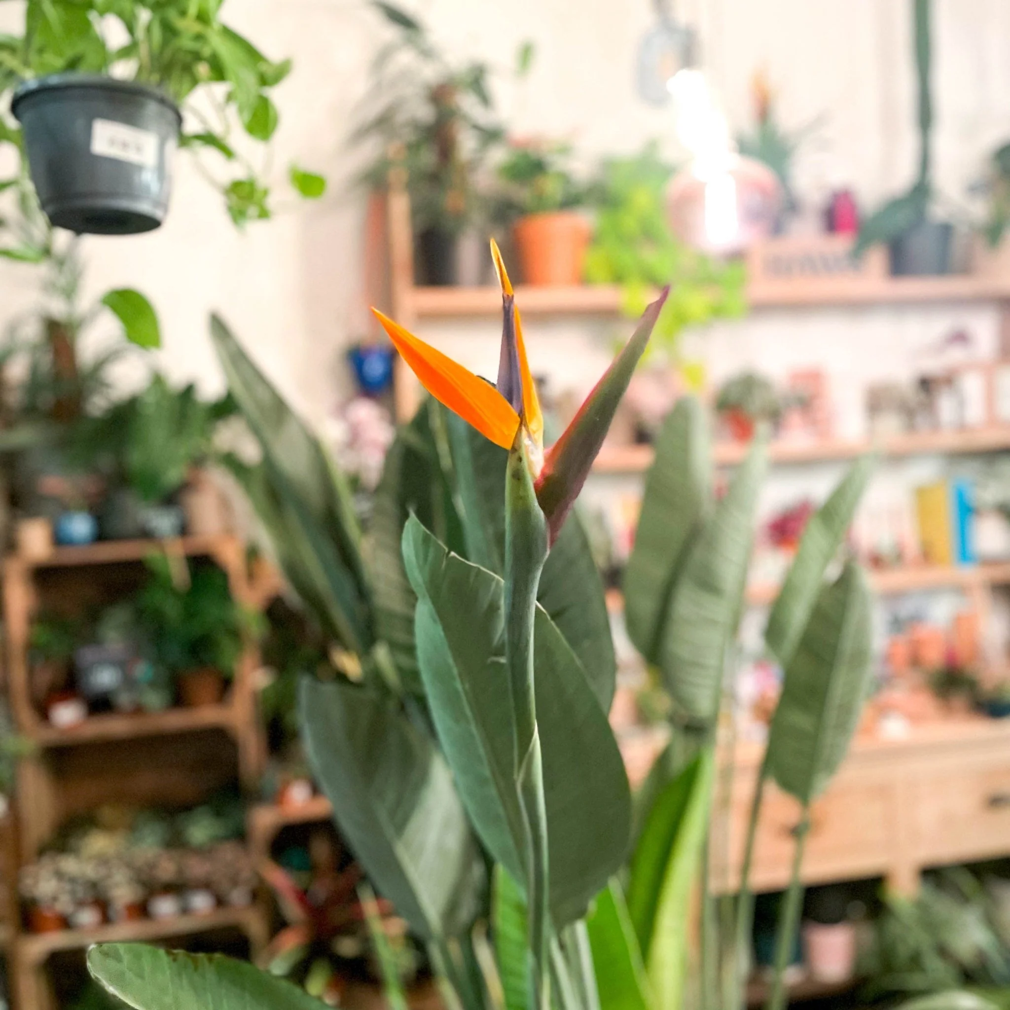Strelitzia reginae - Orange Bird of Paradise - Image 10