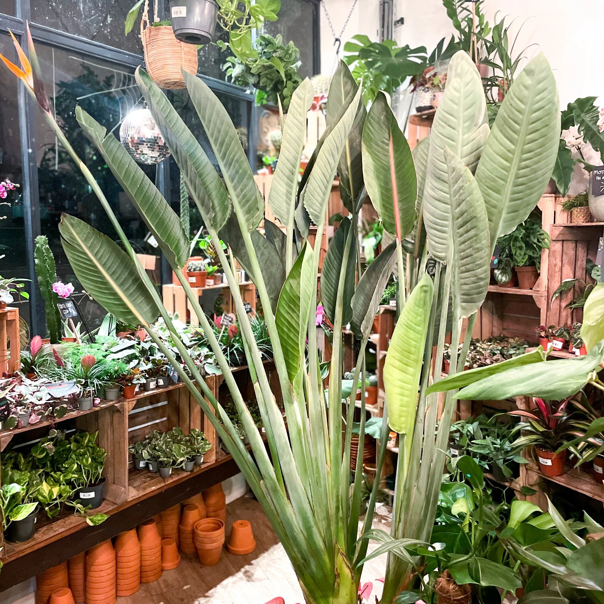 Strelitzia reginae - Orange Bird of Paradise - Image 11