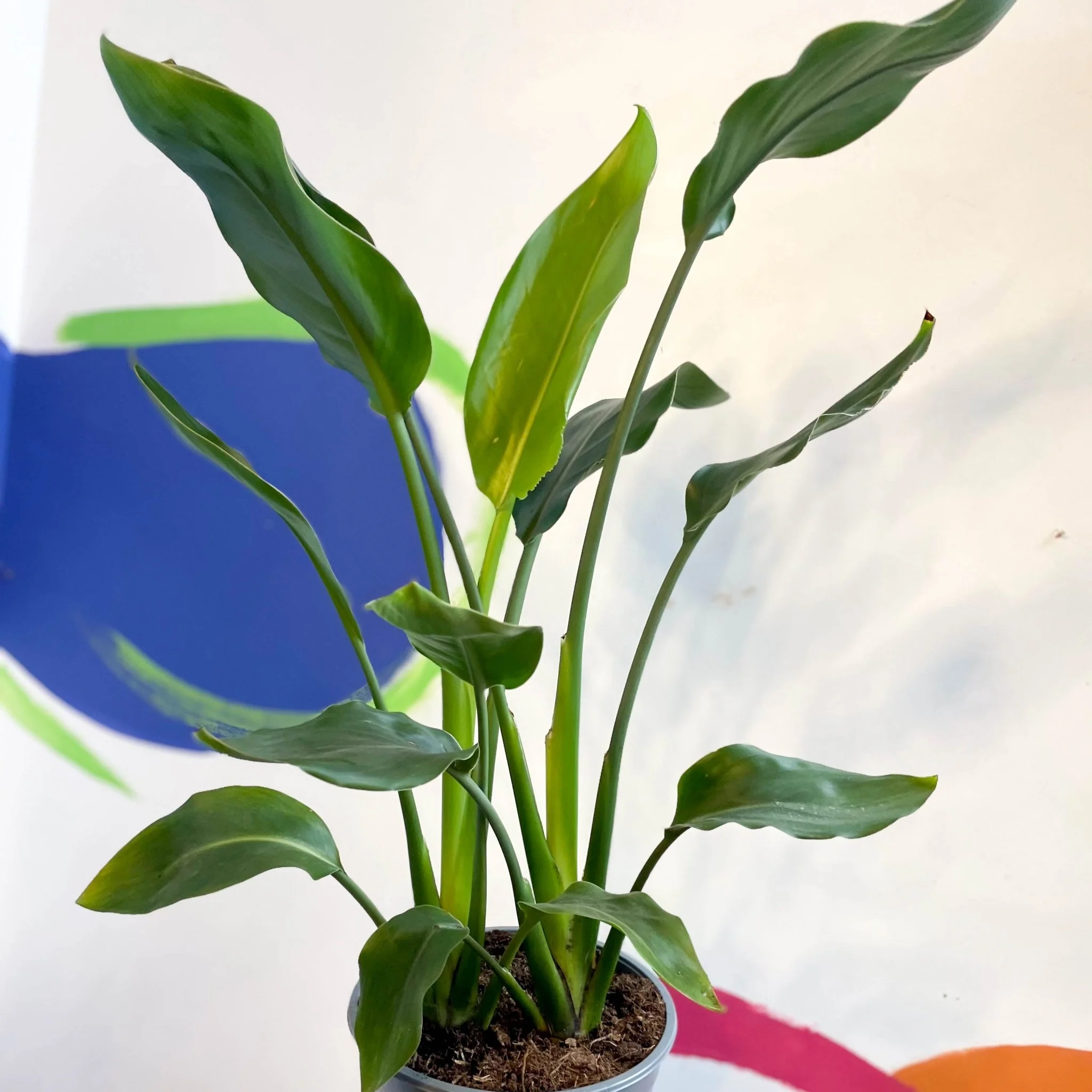 Strelitzia reginae - Orange Bird of Paradise - Image 12