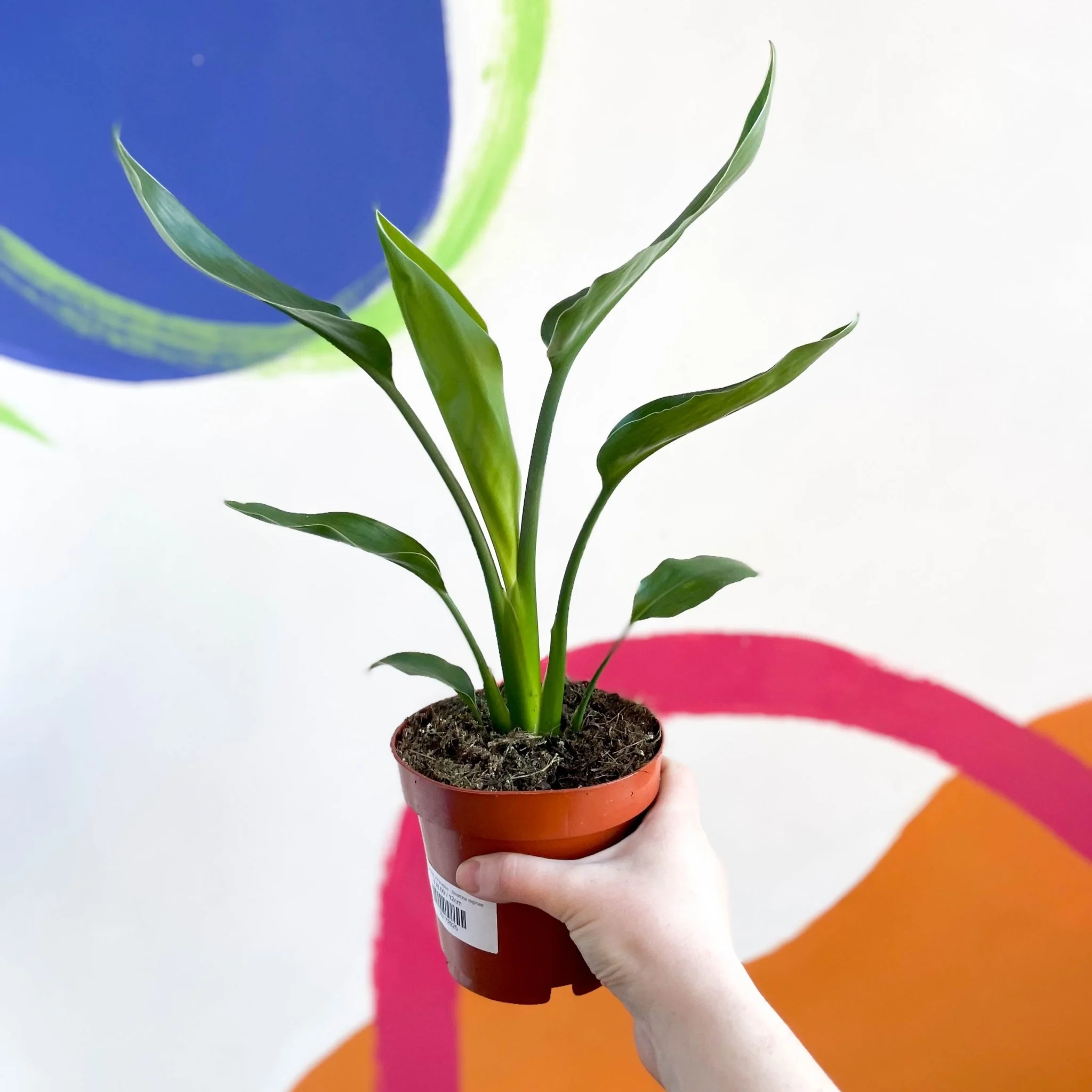 Strelitzia reginae - Orange Bird of Paradise - Image 3