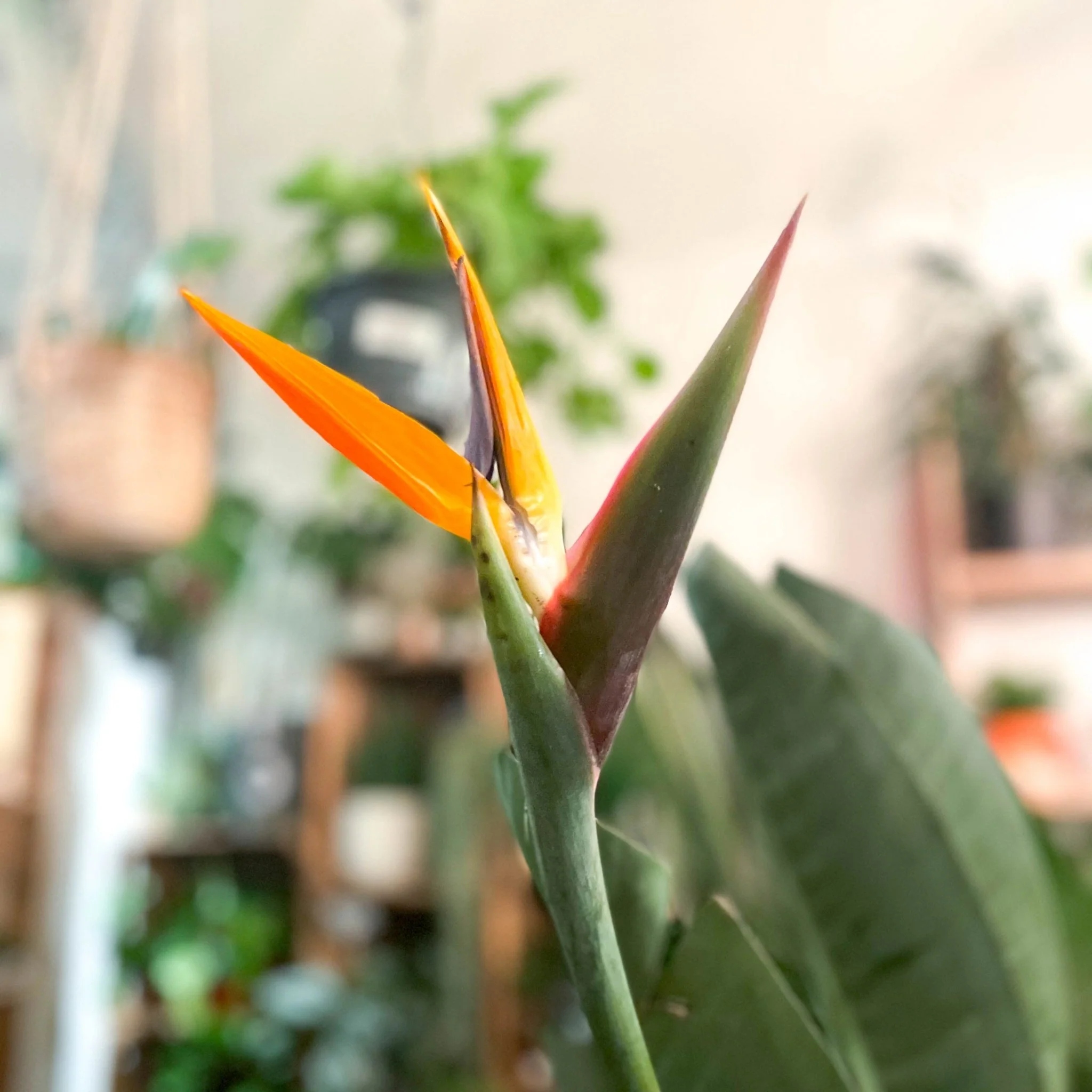 Strelitzia reginae - Orange Bird of Paradise - Image 9