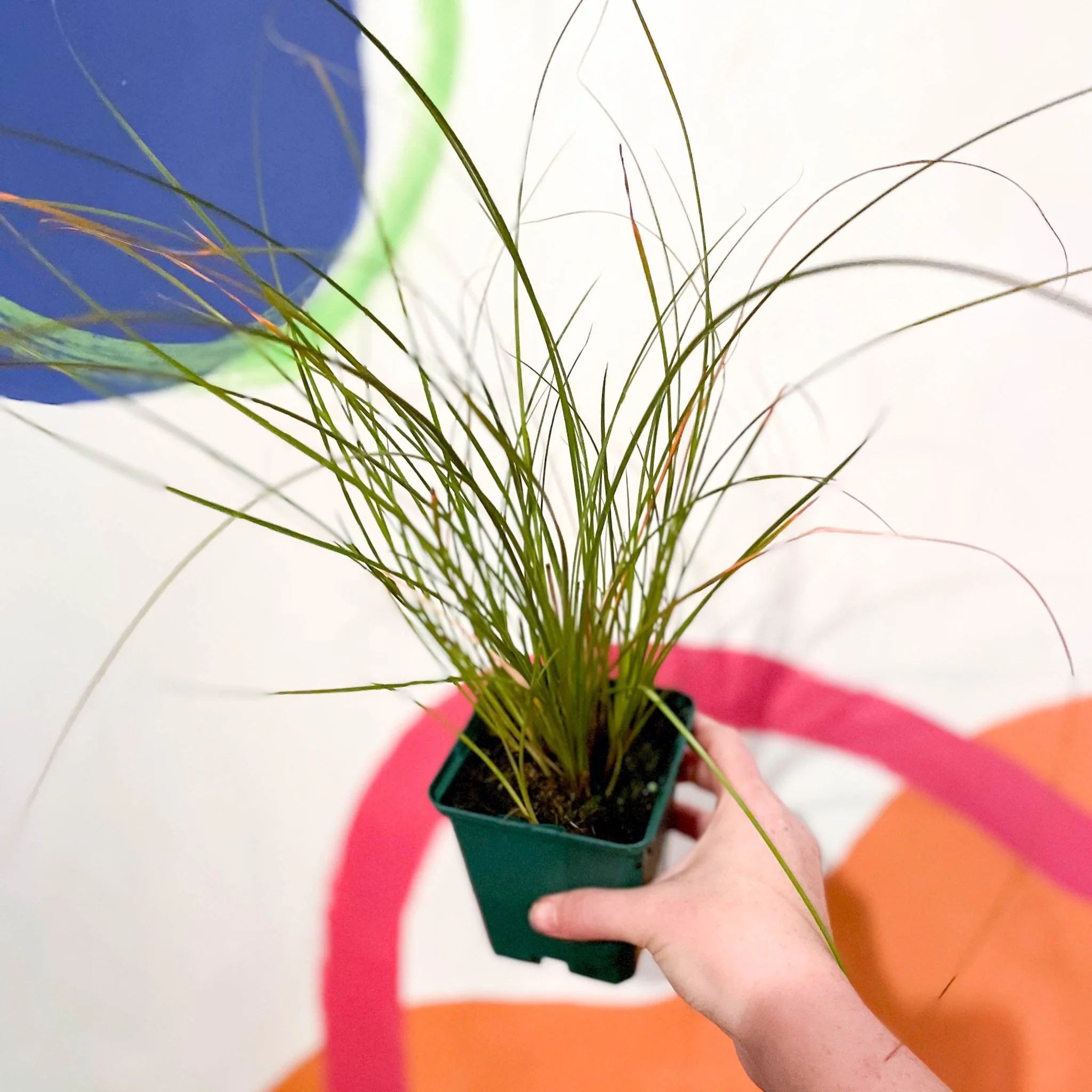 Orange New Zealand Sedge - Carex testacea - Cotswold Grown Perennial