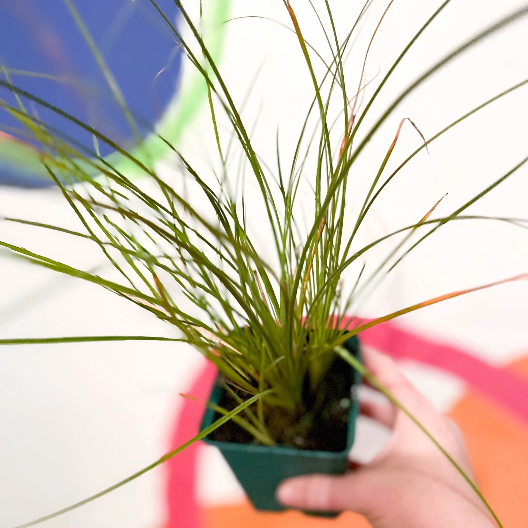 Orange New Zealand Sedge - Carex testacea - Cotswold Grown Perennial - Image 2