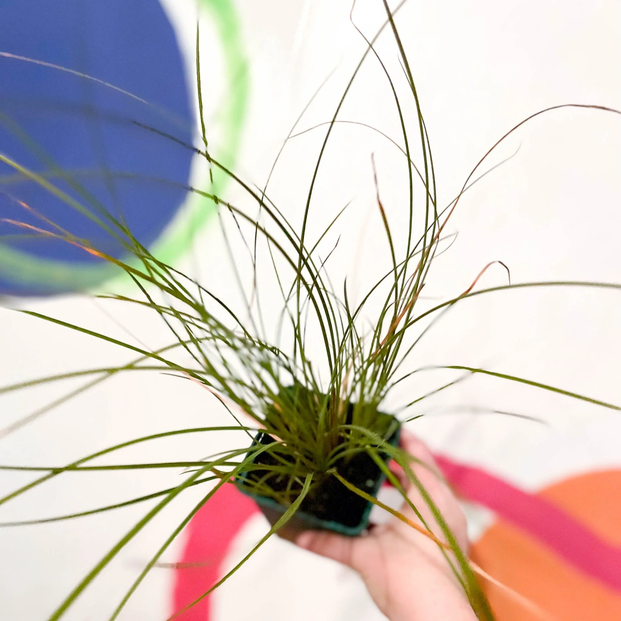 Orange New Zealand Sedge - Carex testacea - Cotswold Grown Perennial - Image 3