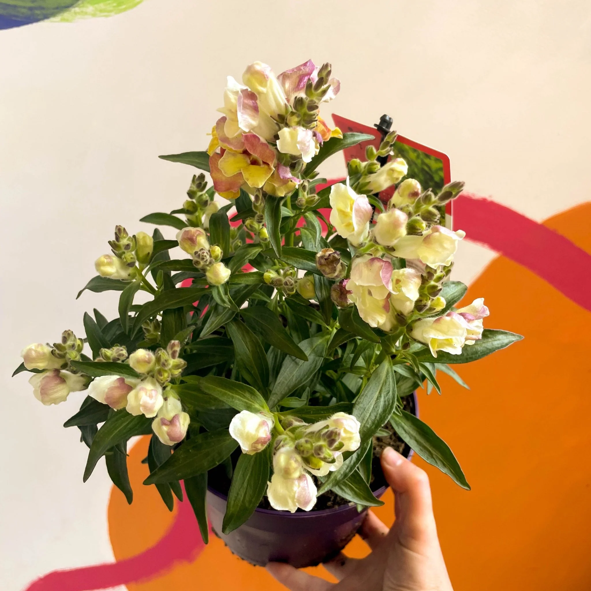Antirrhinum majus 'Orange Wonder' - Orange Snapdragon