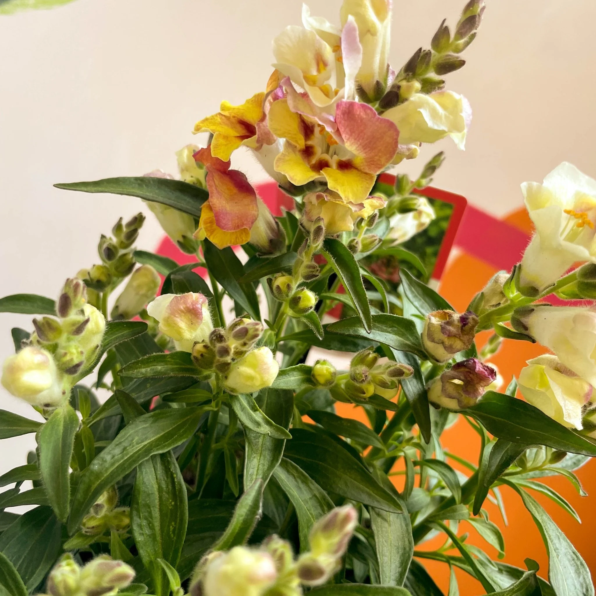 Antirrhinum majus 'Orange Wonder' - Orange Snapdragon - Image 2