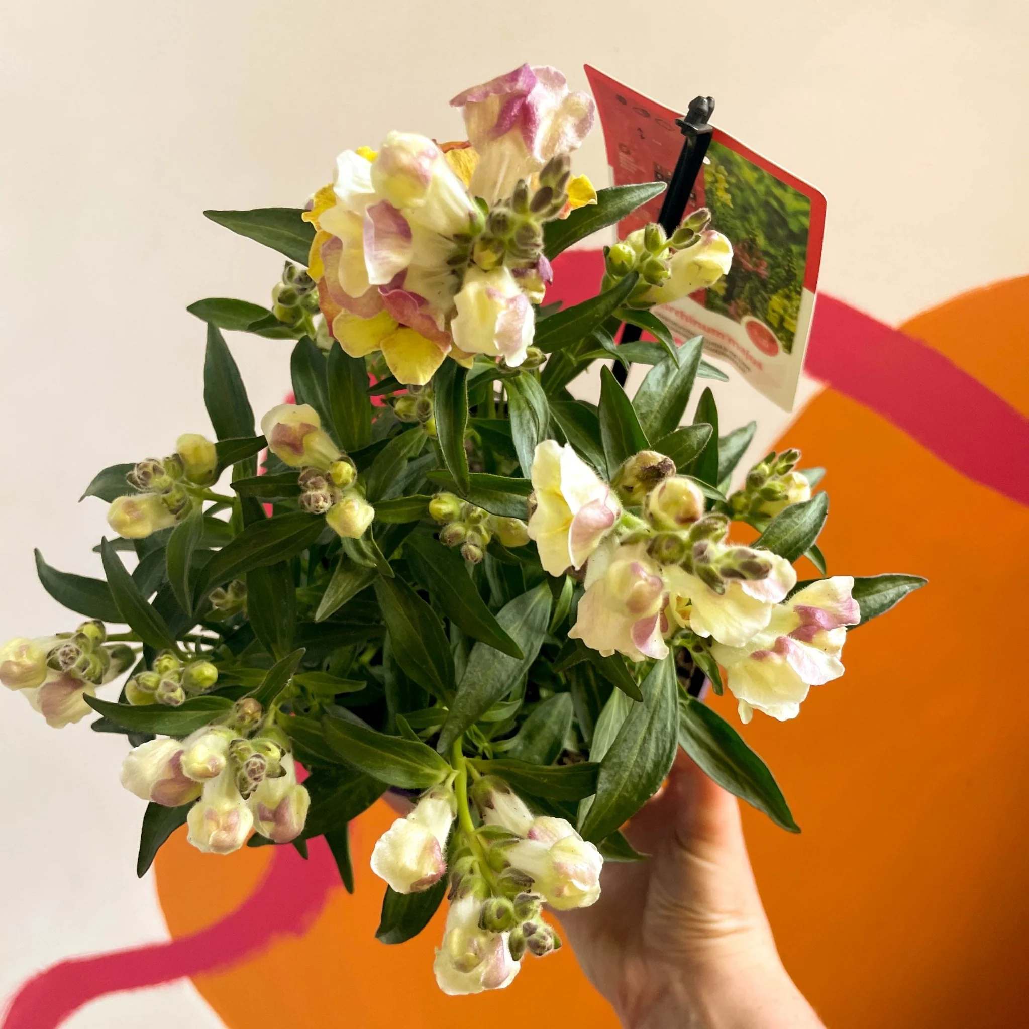 Antirrhinum majus 'Orange Wonder' - Orange Snapdragon - Image 3