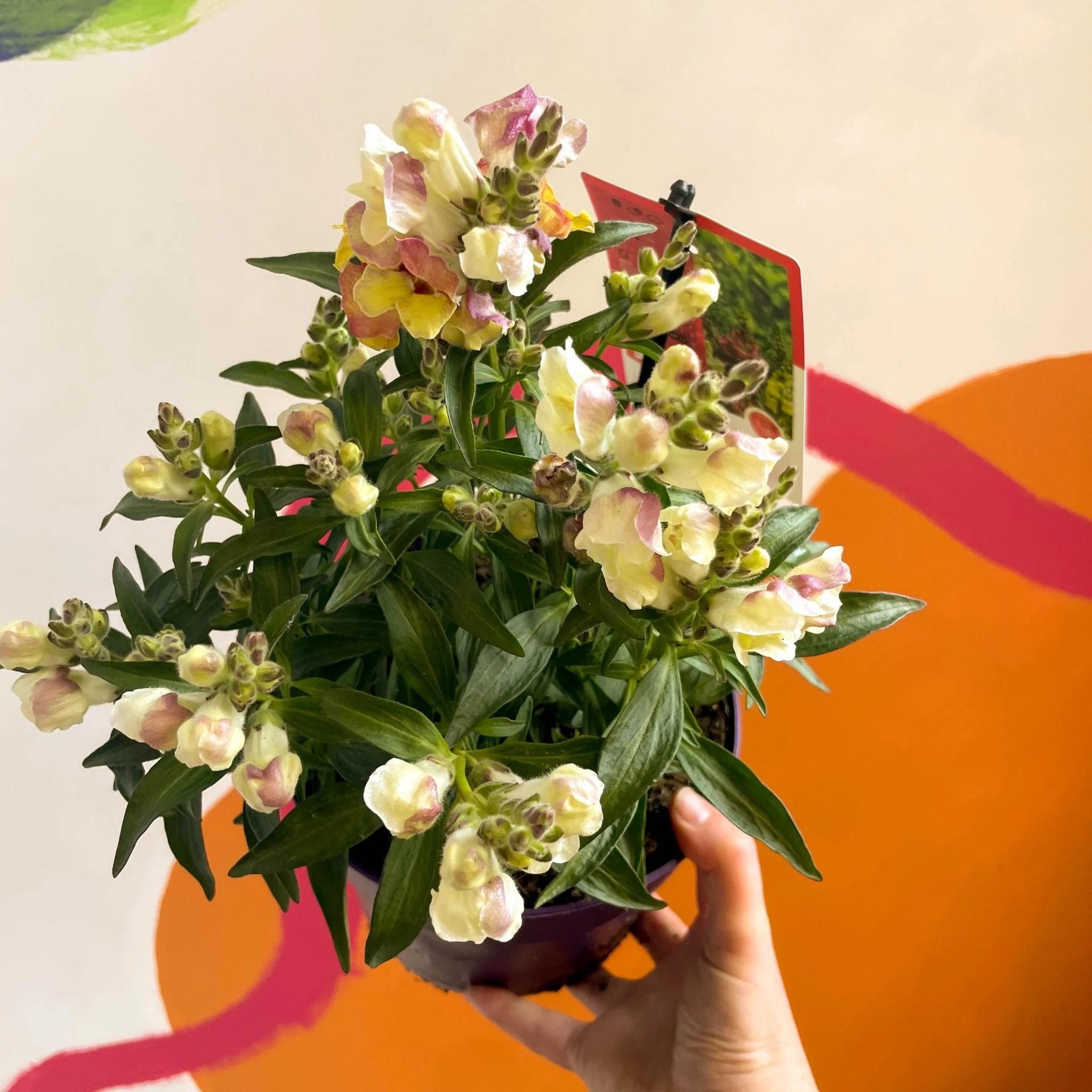 Antirrhinum majus 'Orange Wonder' - Orange Snapdragon - Image 4