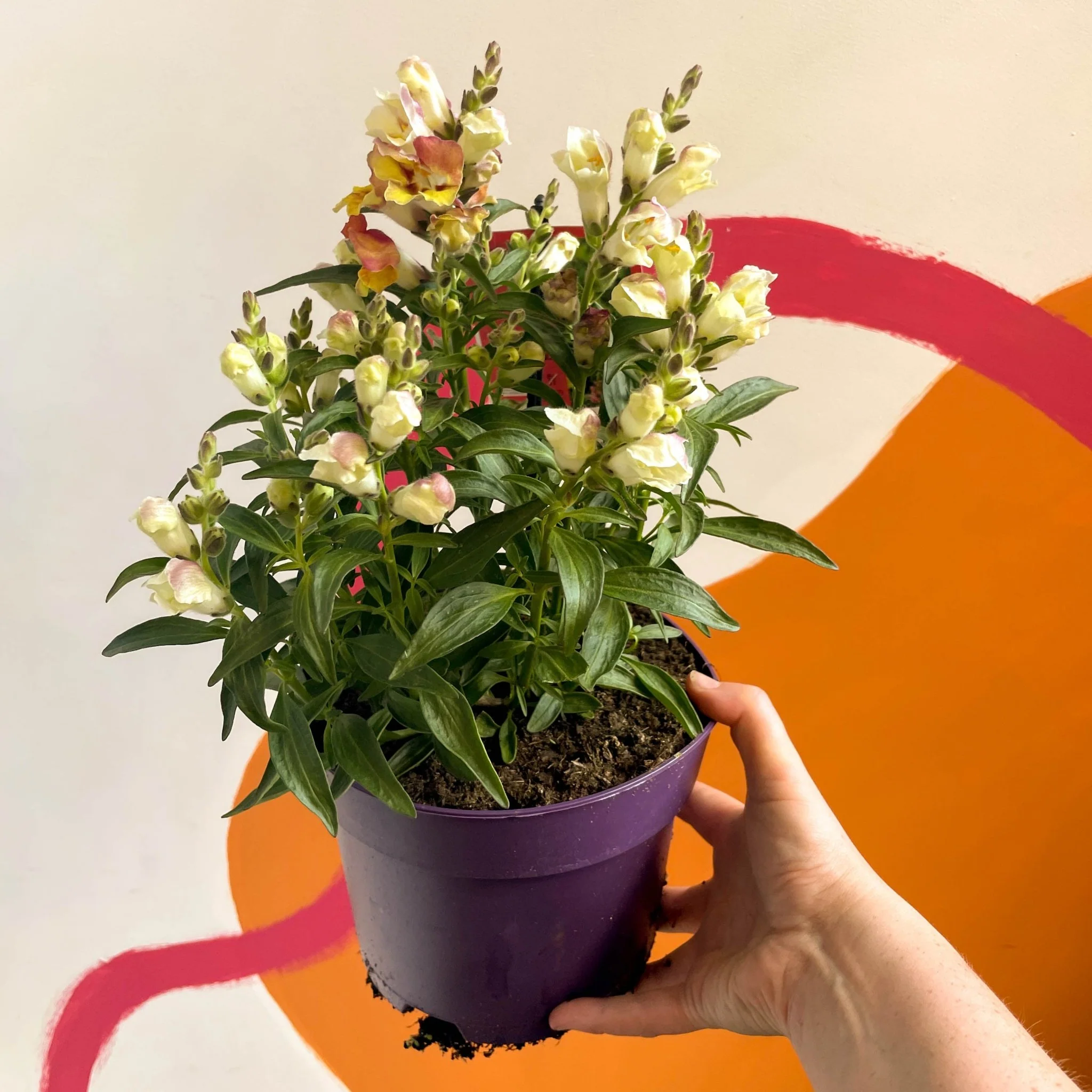 Antirrhinum majus 'Orange Wonder' - Orange Snapdragon - Image 5