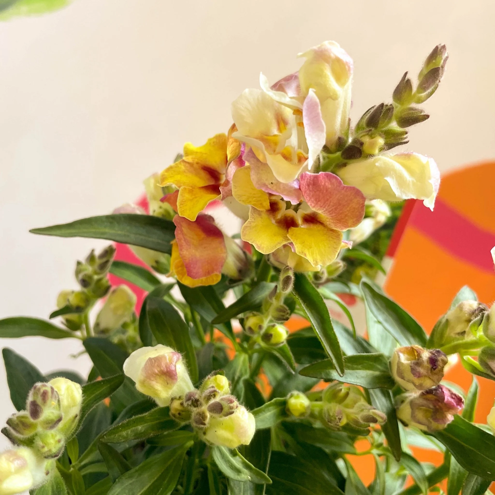 Antirrhinum majus 'Orange Wonder' - Orange Snapdragon - Image 6