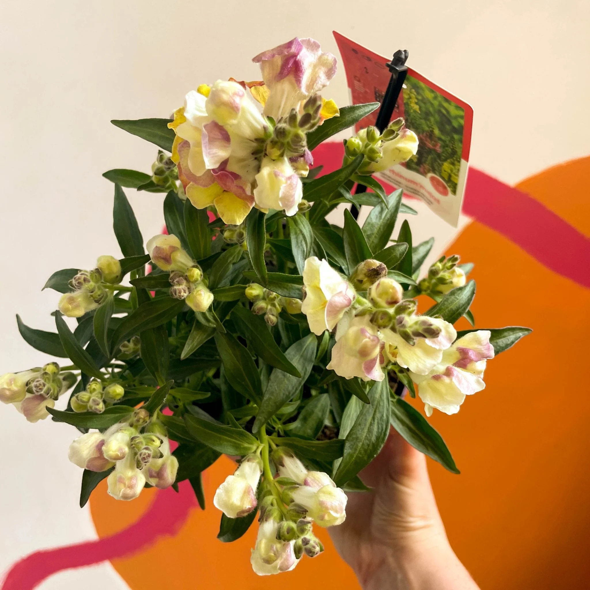Antirrhinum majus 'Orange Wonder' - Orange Snapdragon - Image 7