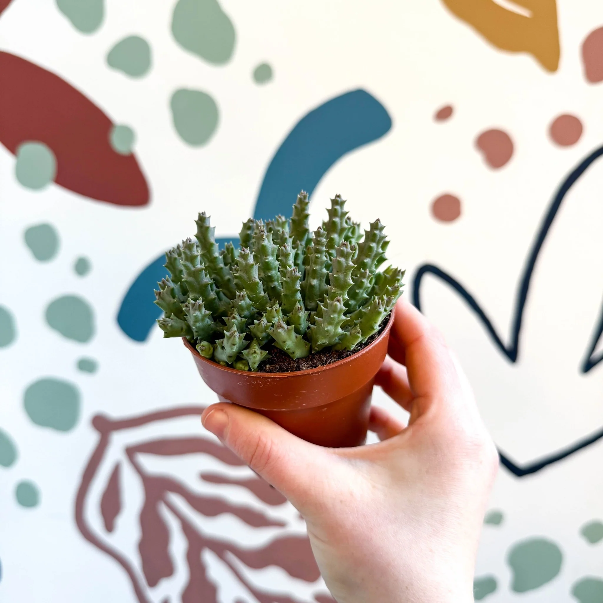 Orbea variegata – Starfish Plant - Image 2