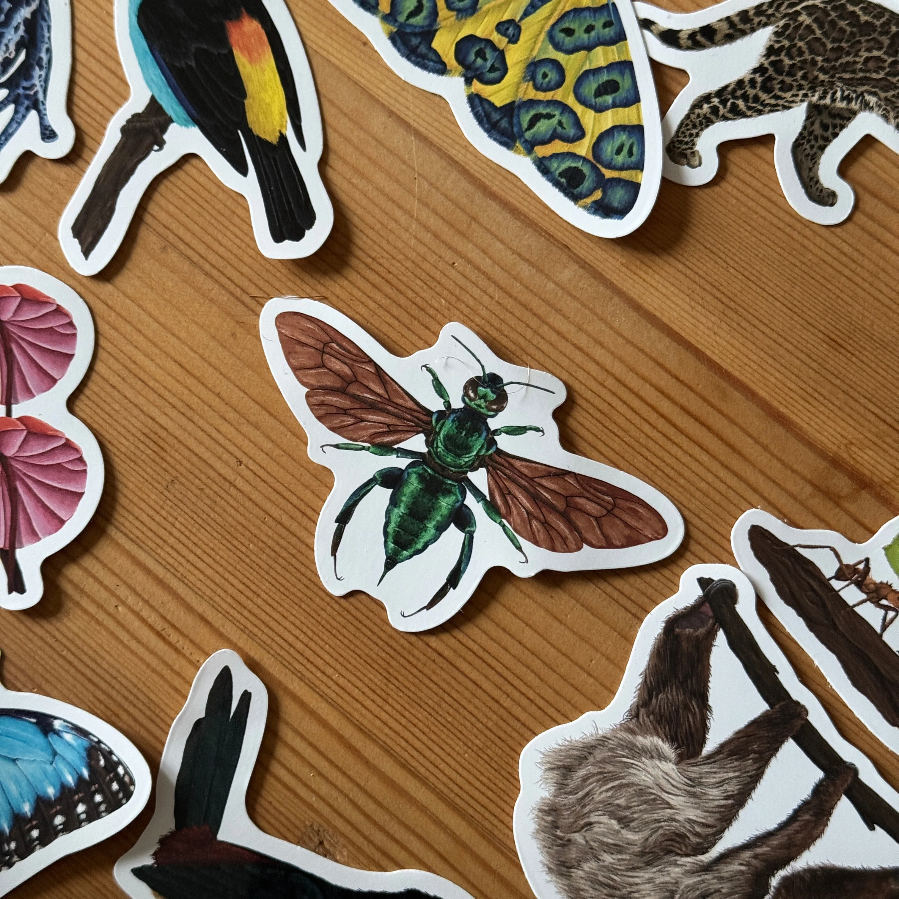Orchid Bee Amazon Wildlife Vinyl Sticker [Beneath the Canopy RHS Collab] - Image 3