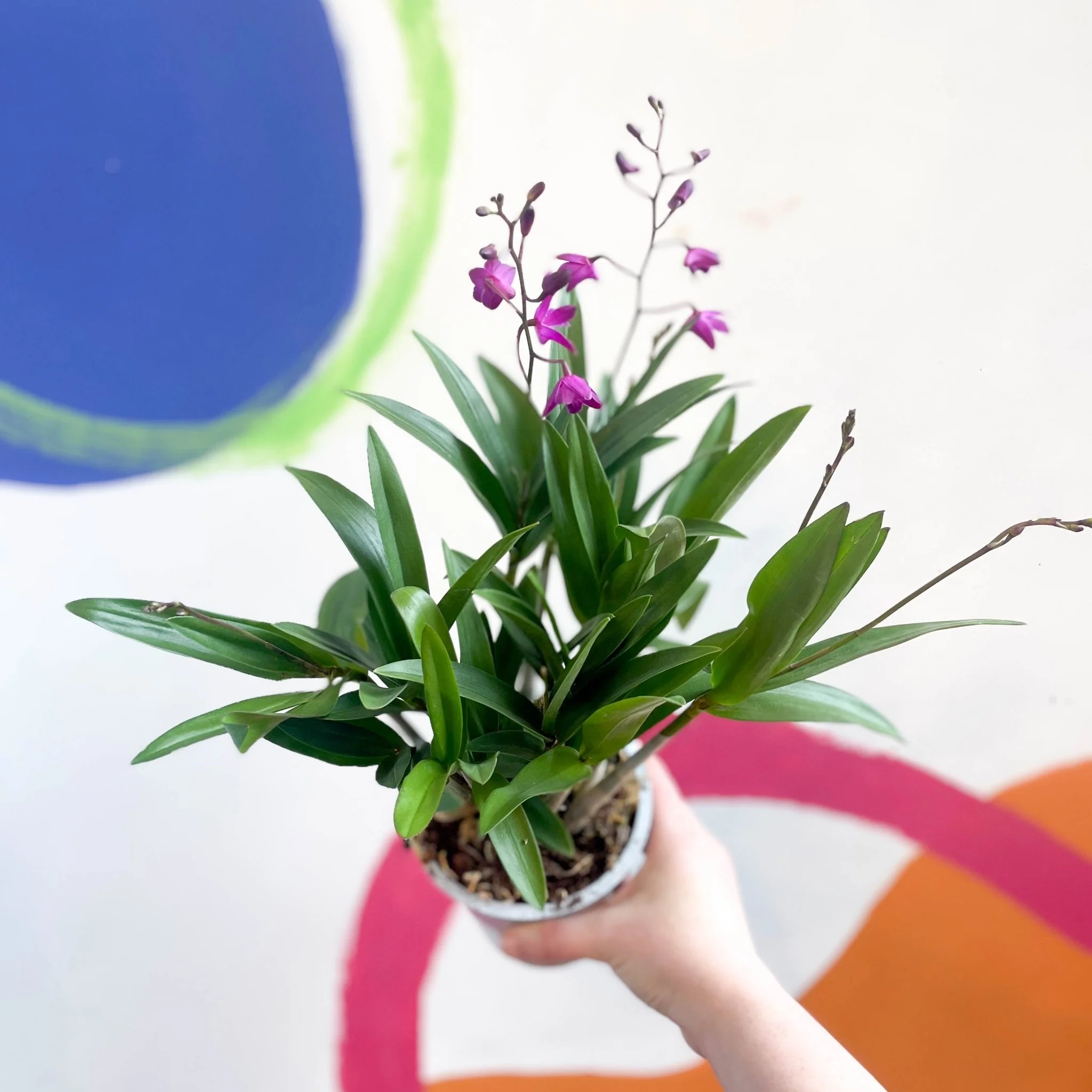 Dendrobium 'Berry Oda' - Orchid