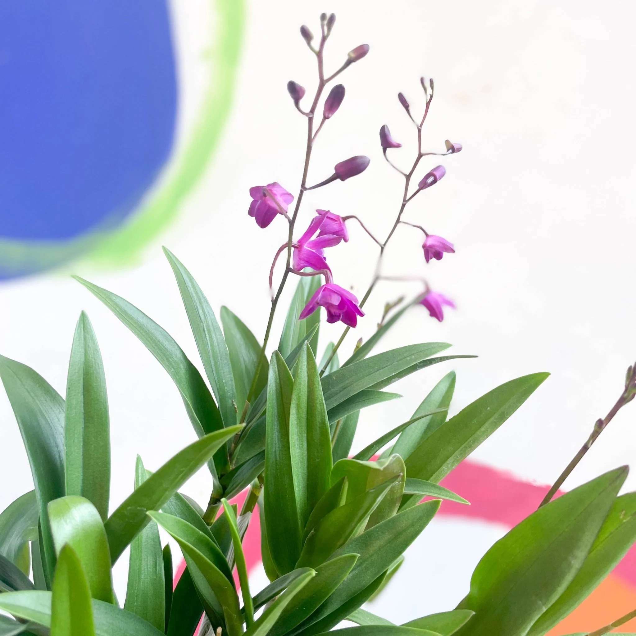 Dendrobium 'Berry Oda' - Orchid - Image 2