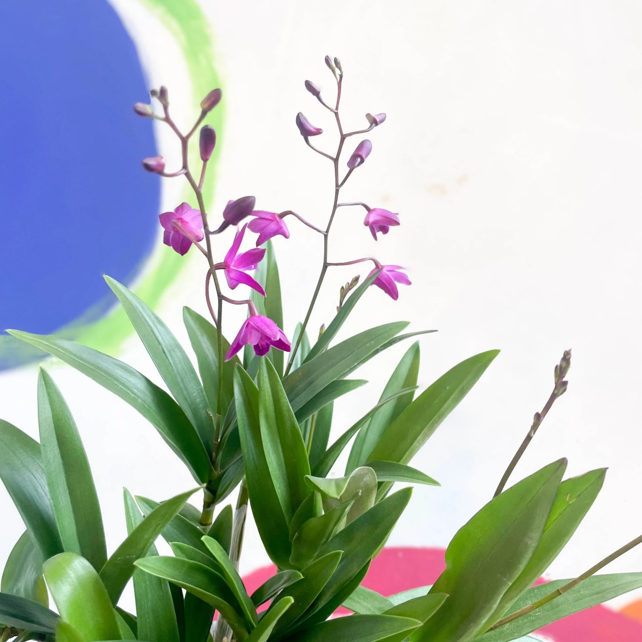 Dendrobium 'Berry Oda' - Orchid - Image 3