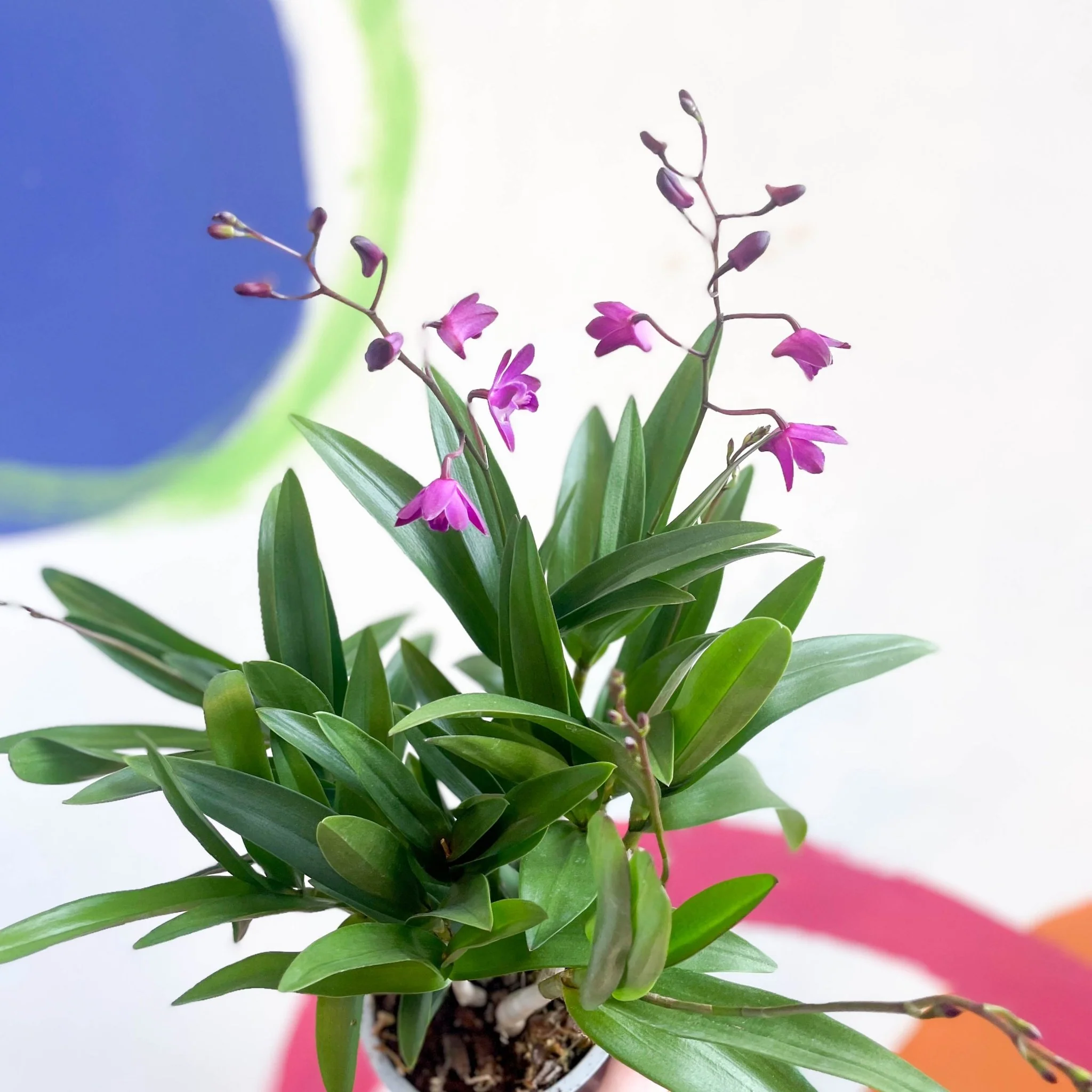 Dendrobium 'Berry Oda' - Orchid - Image 4