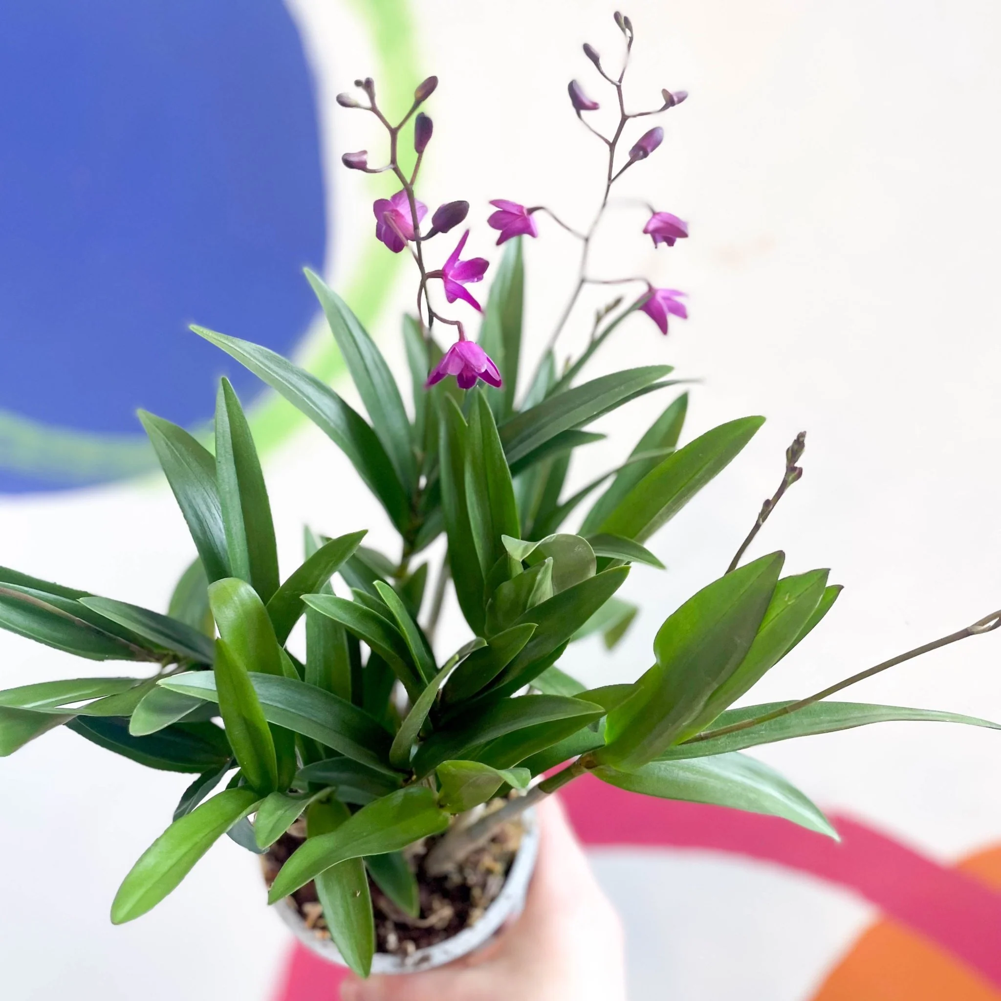 Dendrobium 'Berry Oda' - Orchid - Image 5