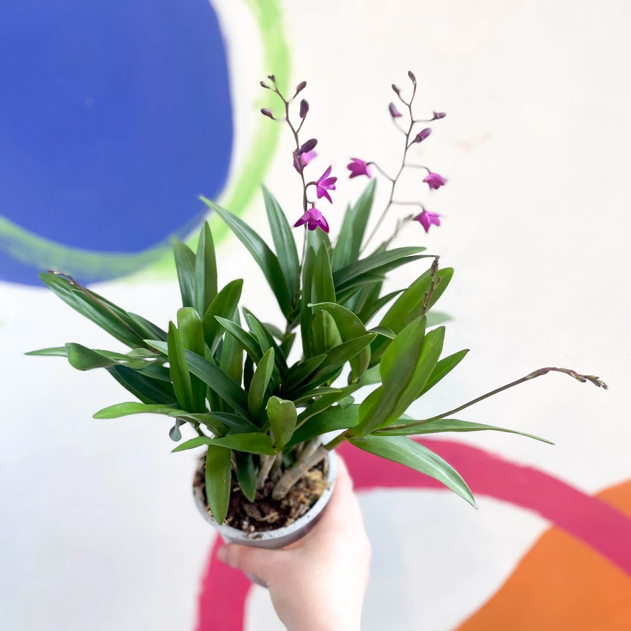 Dendrobium 'Berry Oda' - Orchid - Image 6