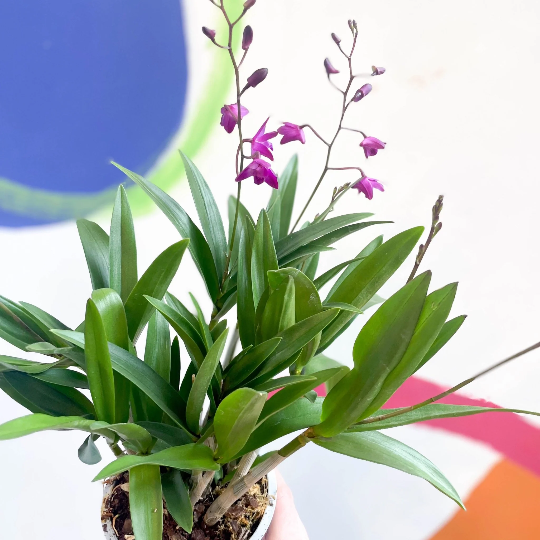 Dendrobium 'Berry Oda' - Orchid - Image 7