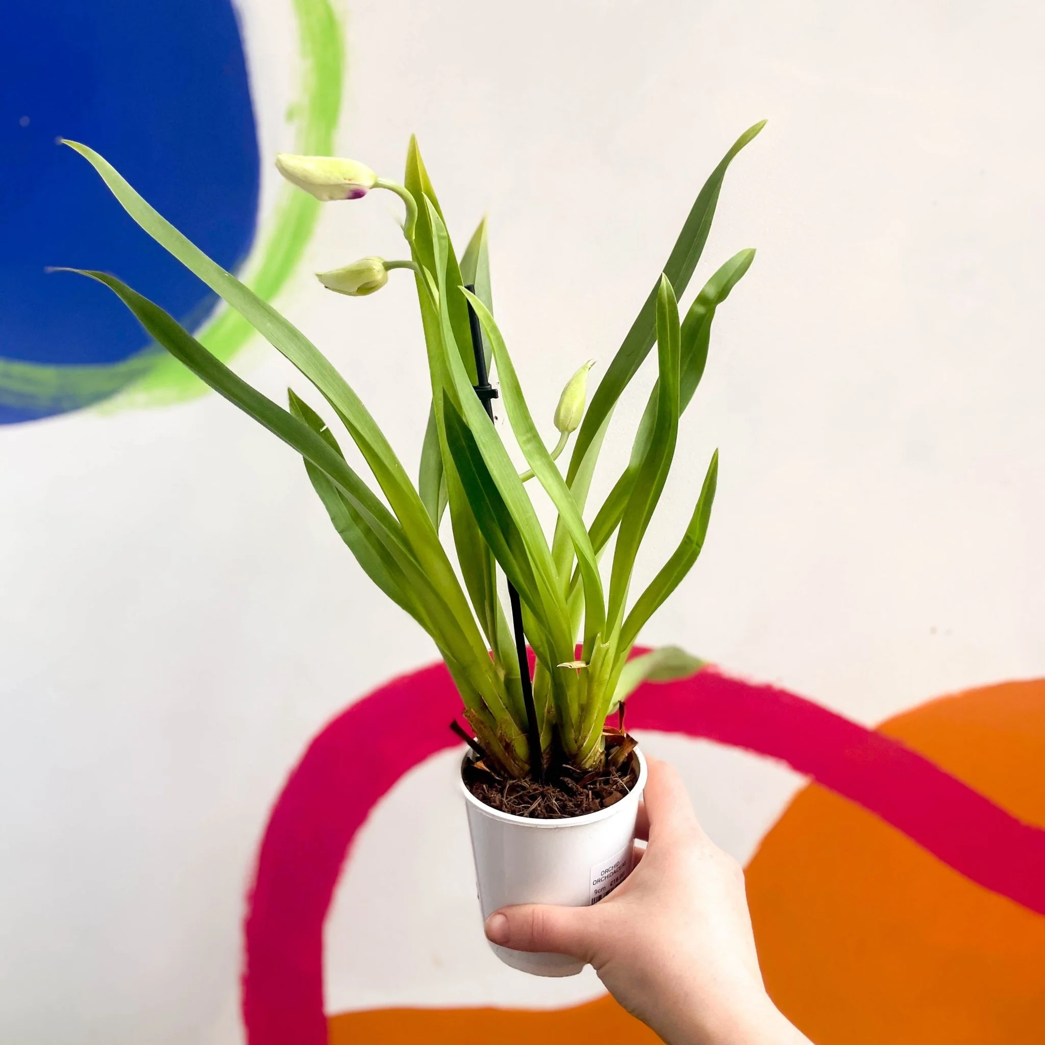 Orchid - Orchidaceae