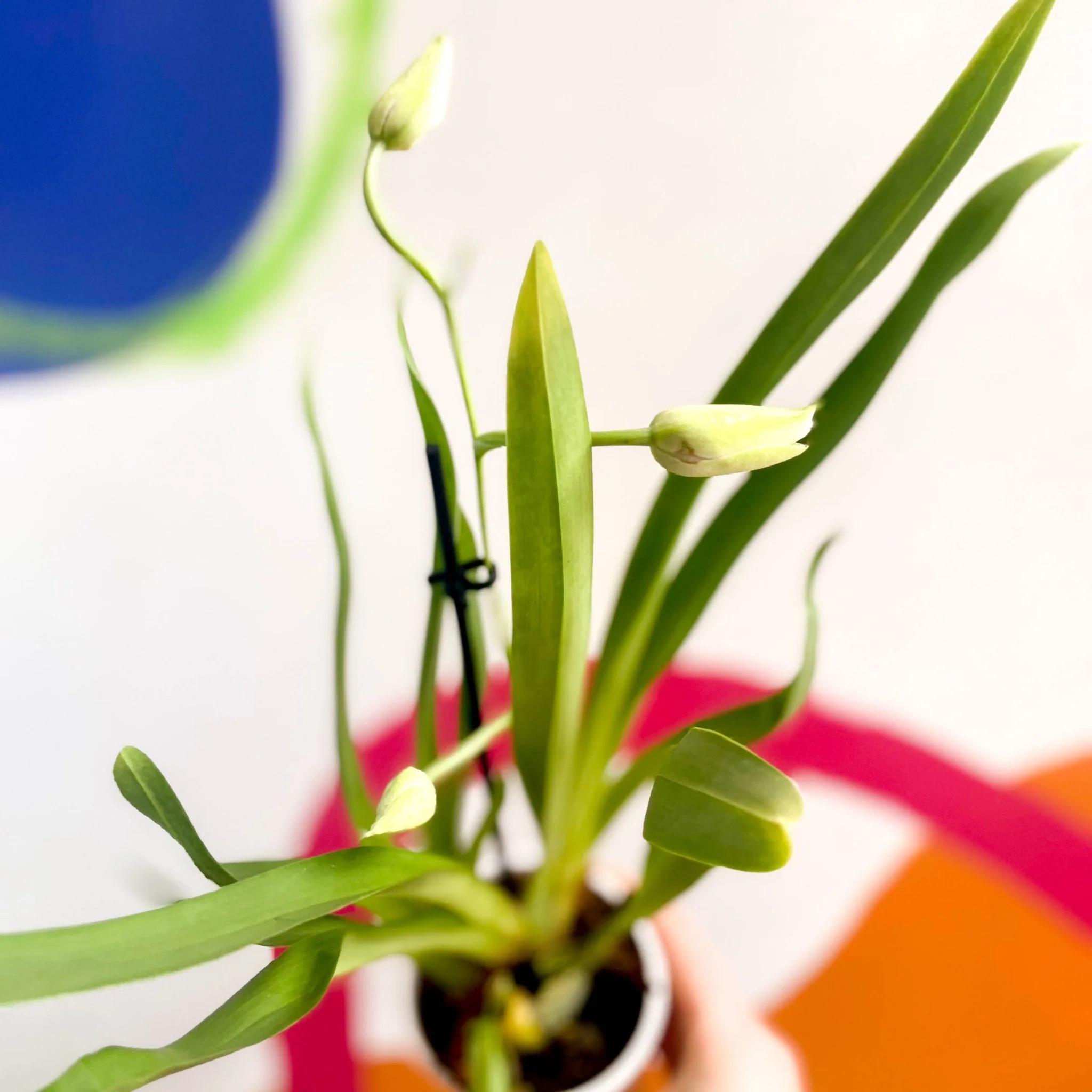 Orchid - Orchidaceae - Image 2