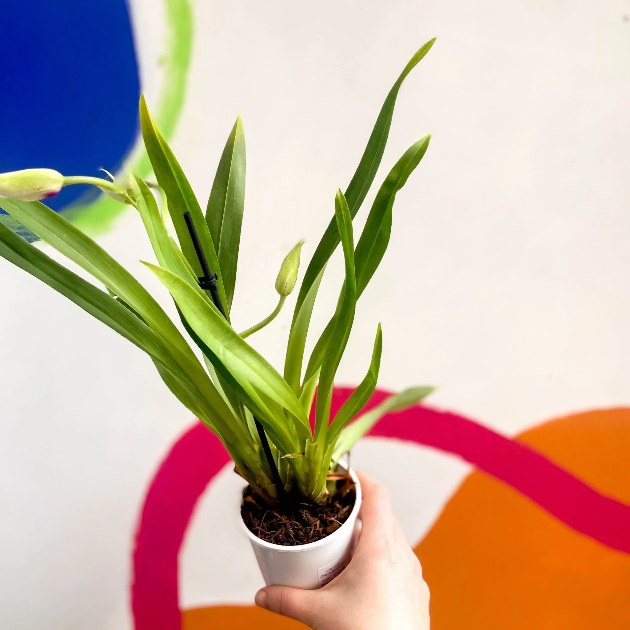 Orchid - Orchidaceae - Image 3