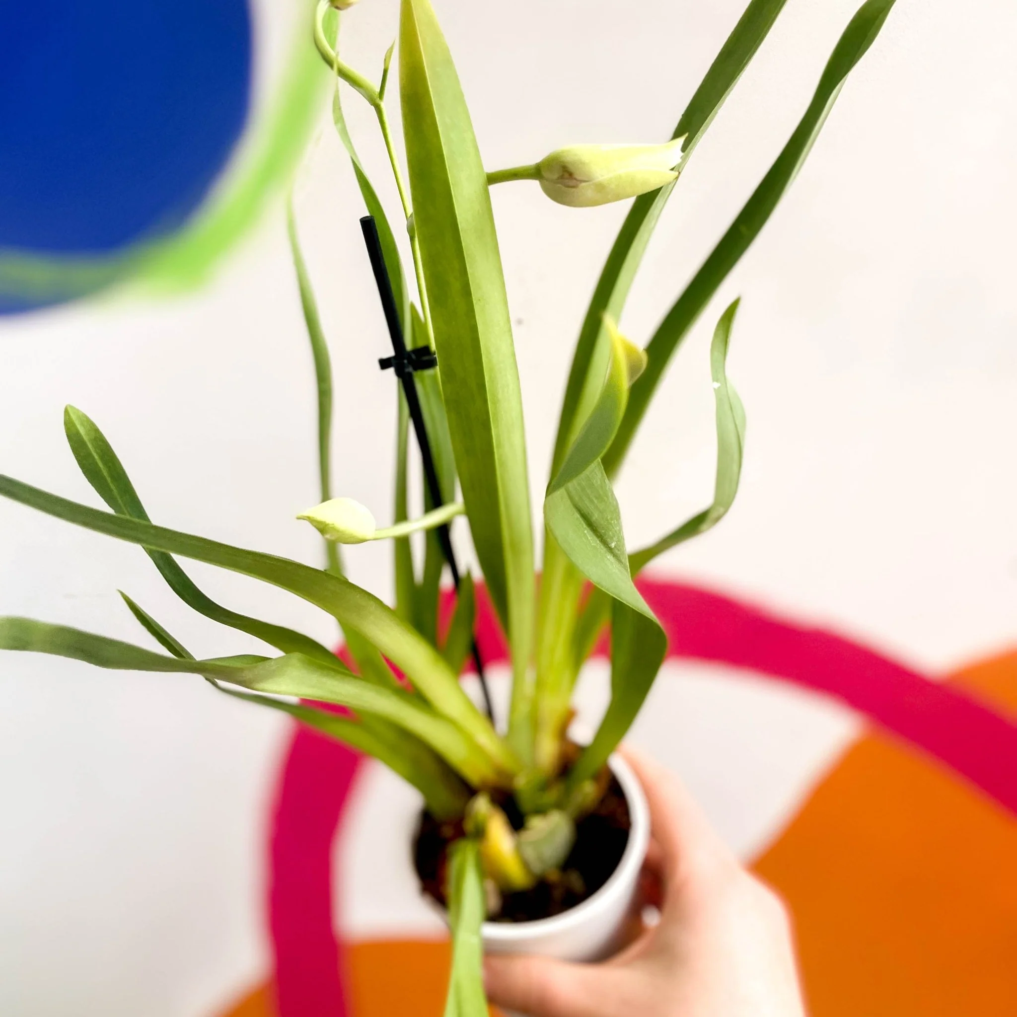 Orchid - Orchidaceae - Image 4