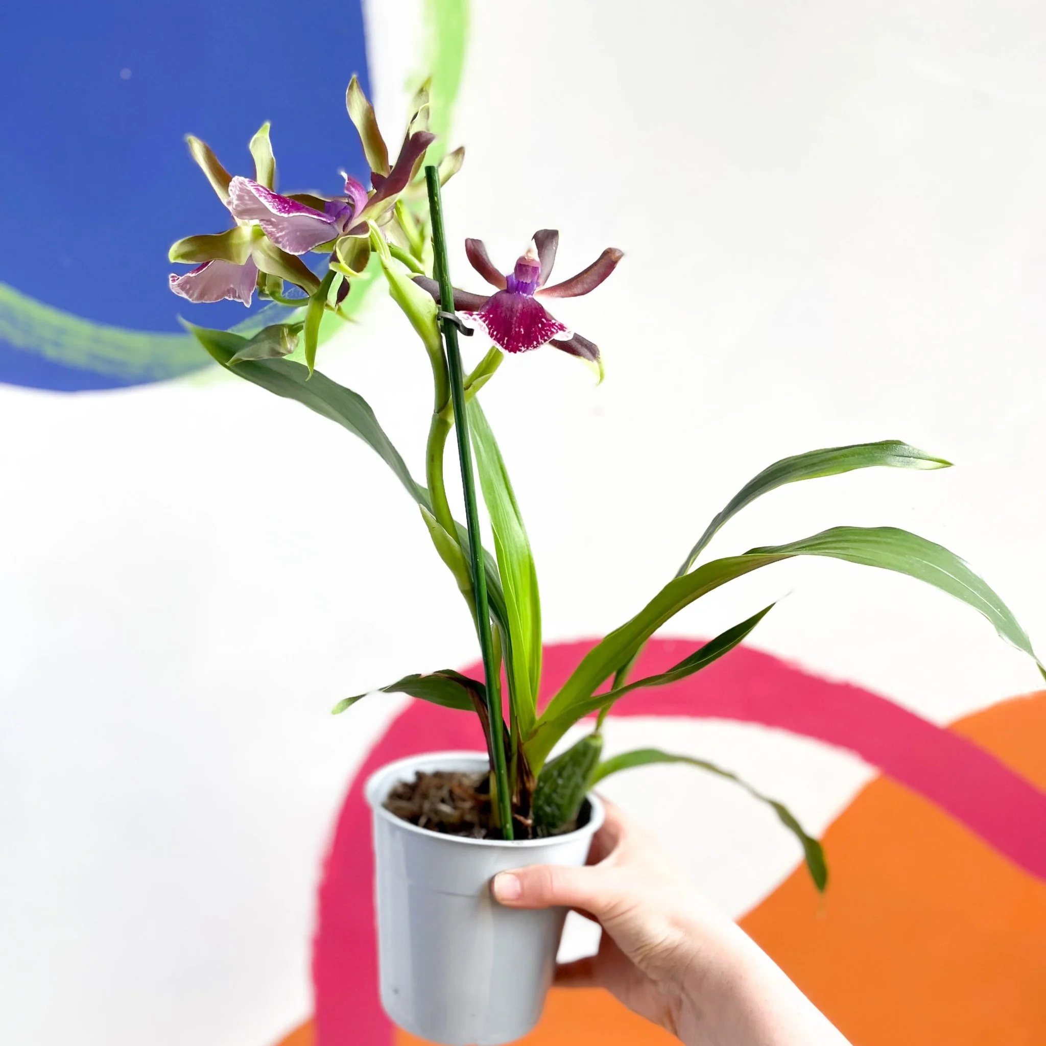 Zygopetalum ‘Louisendorf’ - Hybrid Zygo Orchid - Image 3
