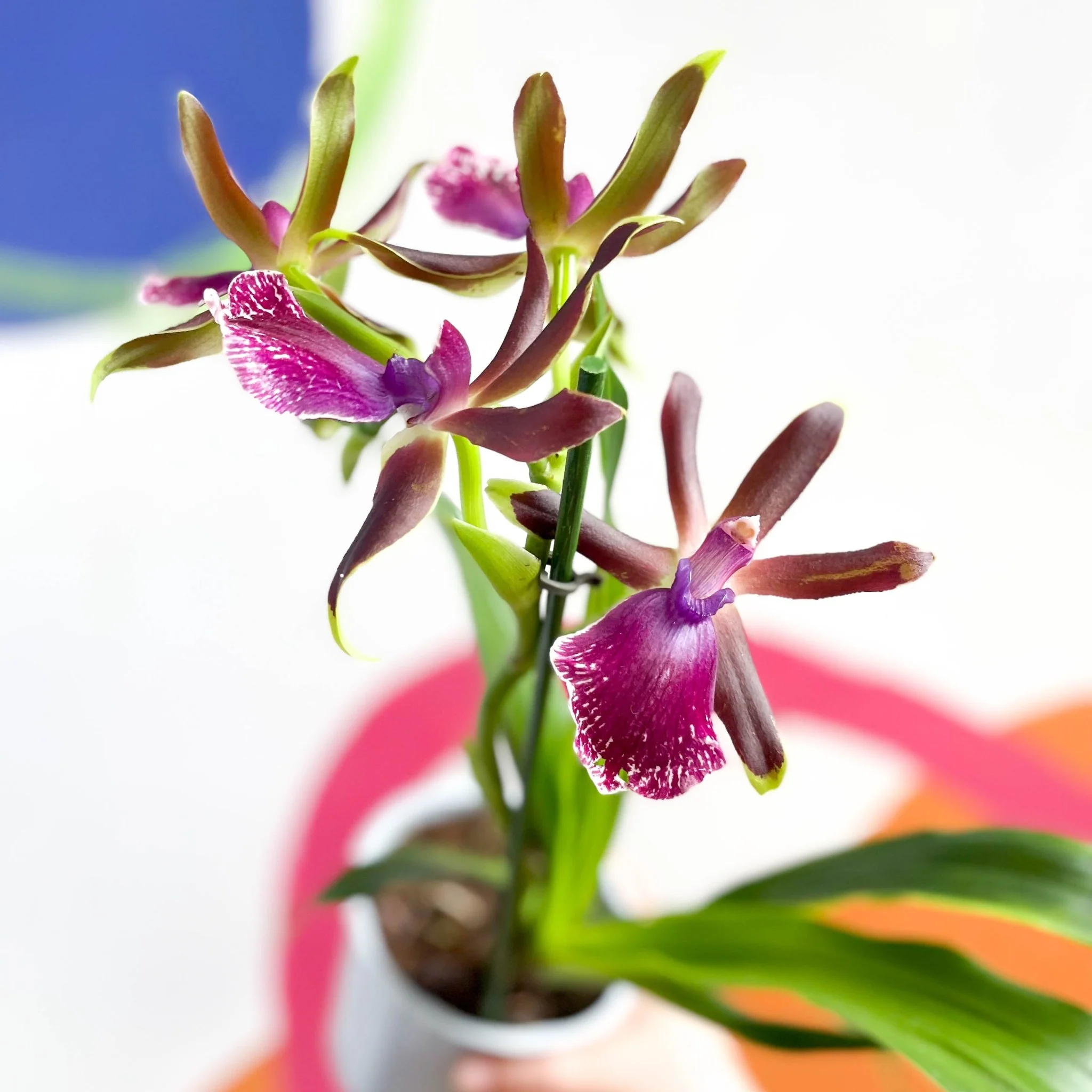 Zygopetalum ‘Louisendorf’ - Hybrid Zygo Orchid - Image 4