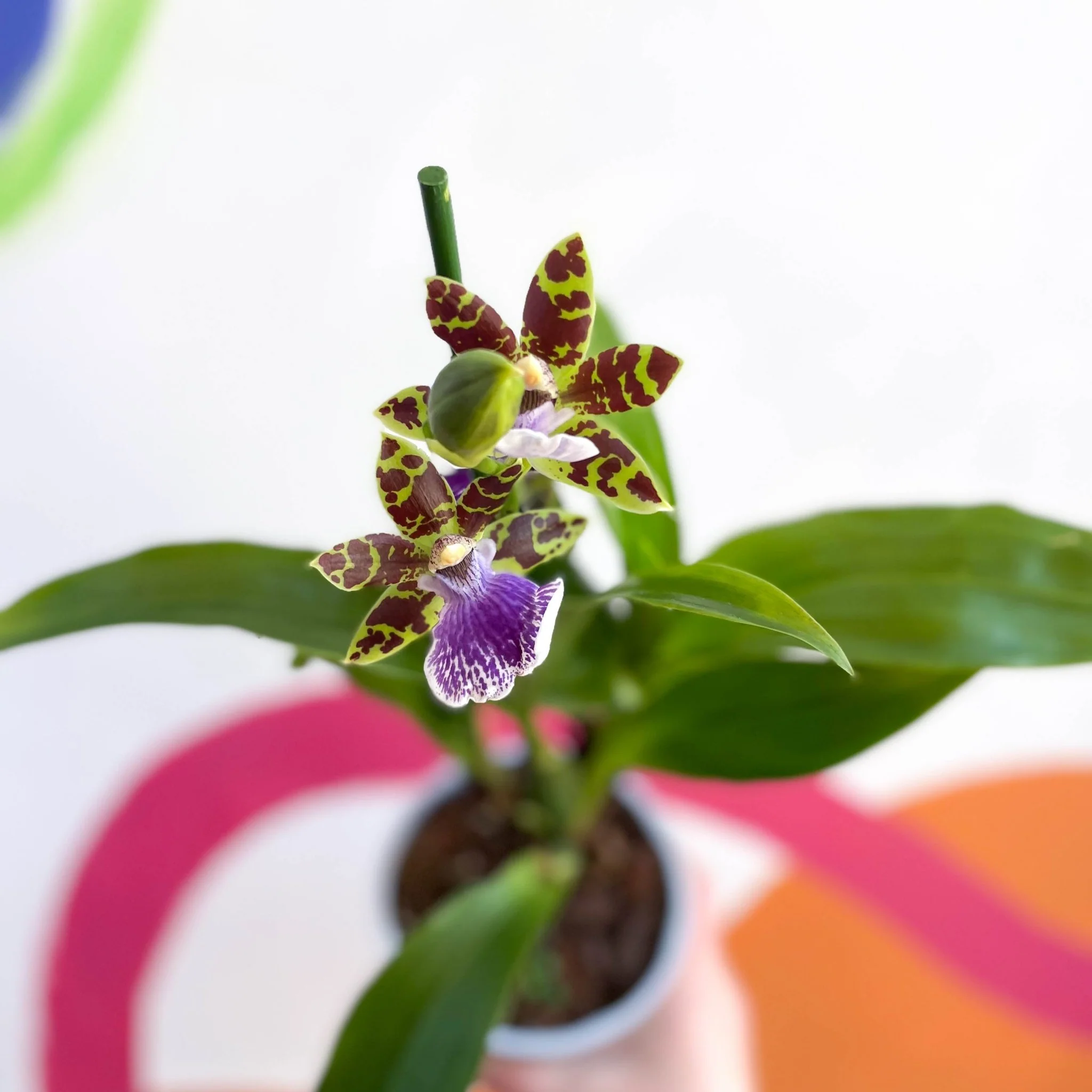 Zygopetalum maculatum - Zygo Orchid