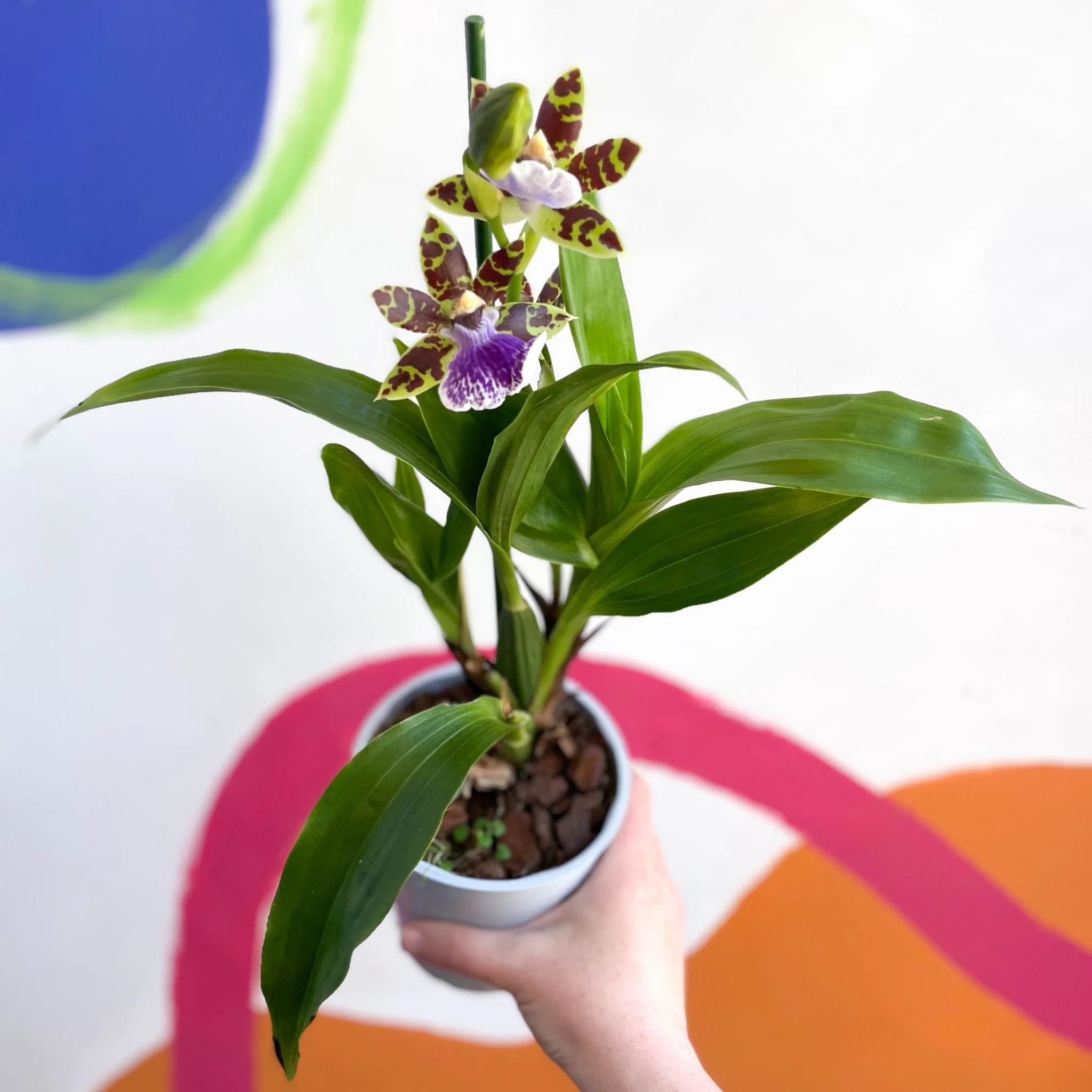 Zygopetalum maculatum - Zygo Orchid - Image 2