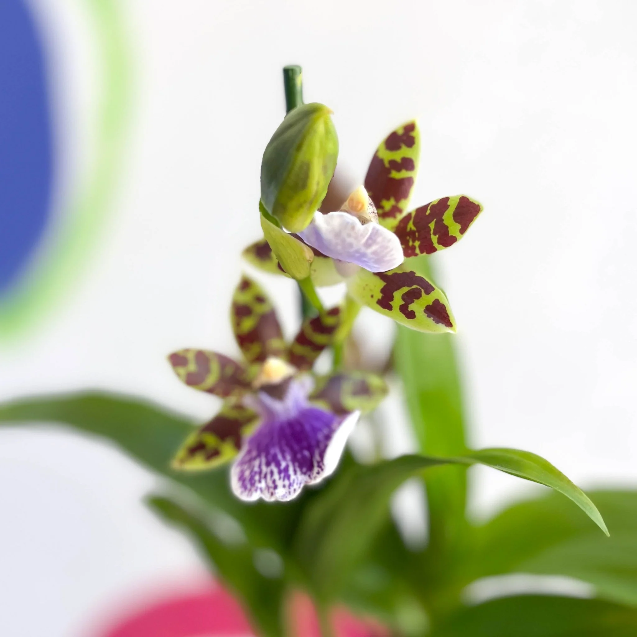 Zygopetalum maculatum - Zygo Orchid - Image 3
