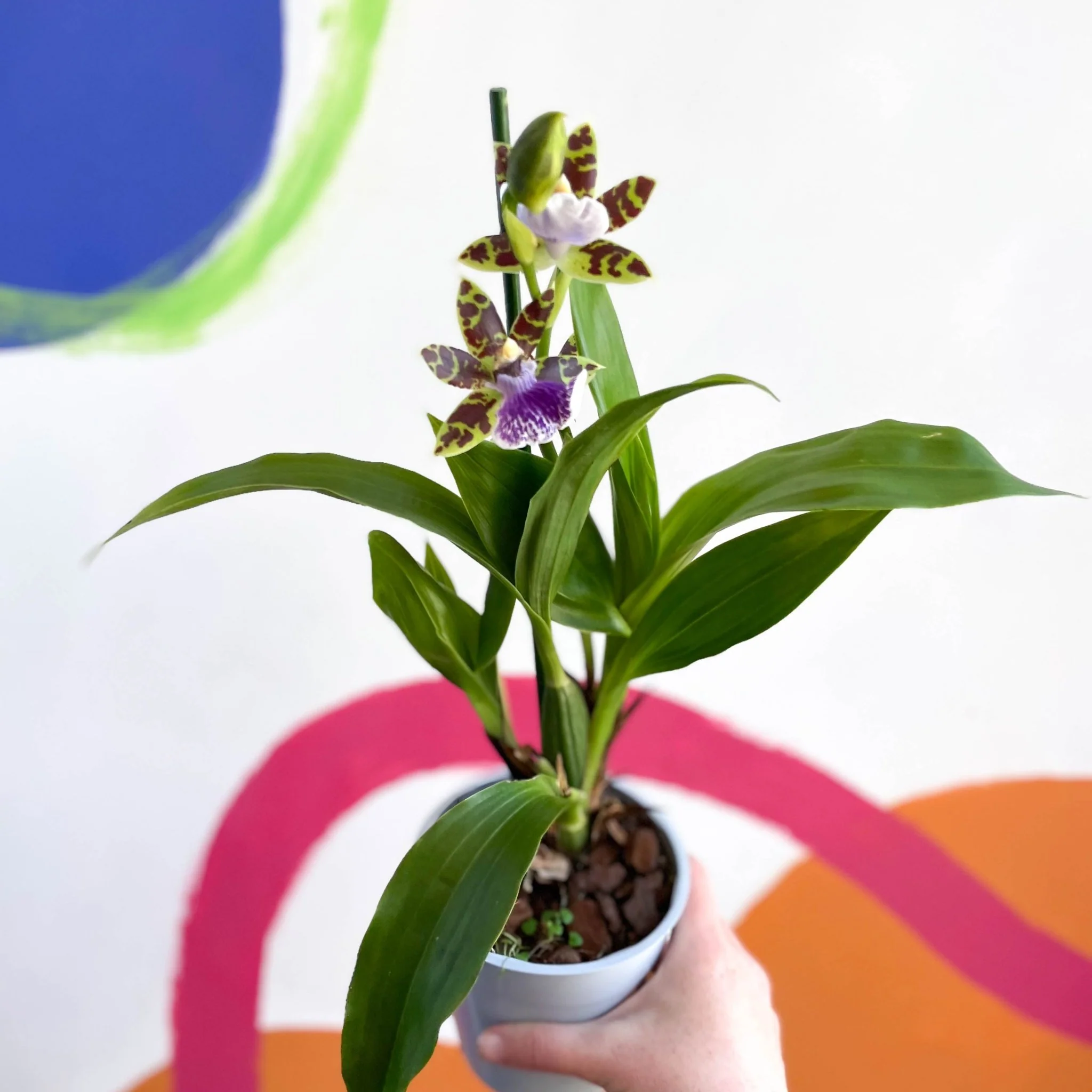 Zygopetalum maculatum - Zygo Orchid - Image 4