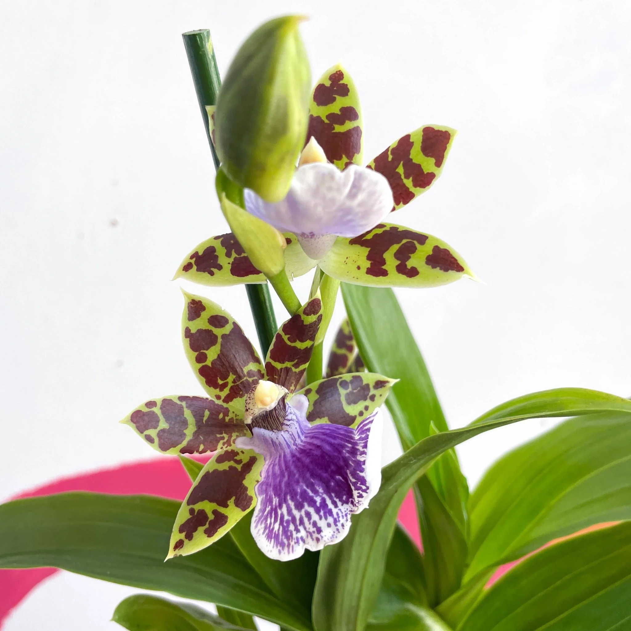 Zygopetalum maculatum - Zygo Orchid - Image 5