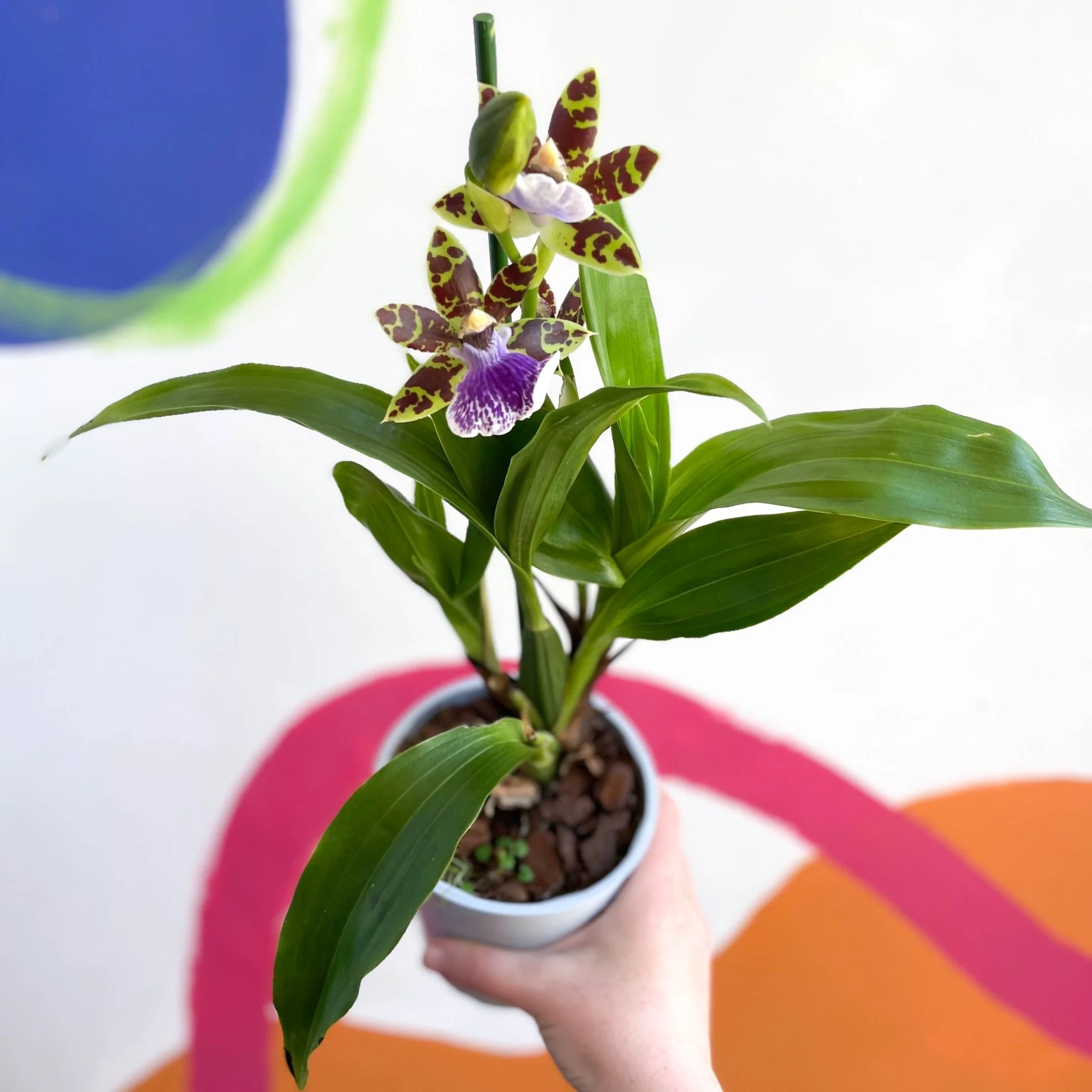 Zygopetalum maculatum - Zygo Orchid - Image 6