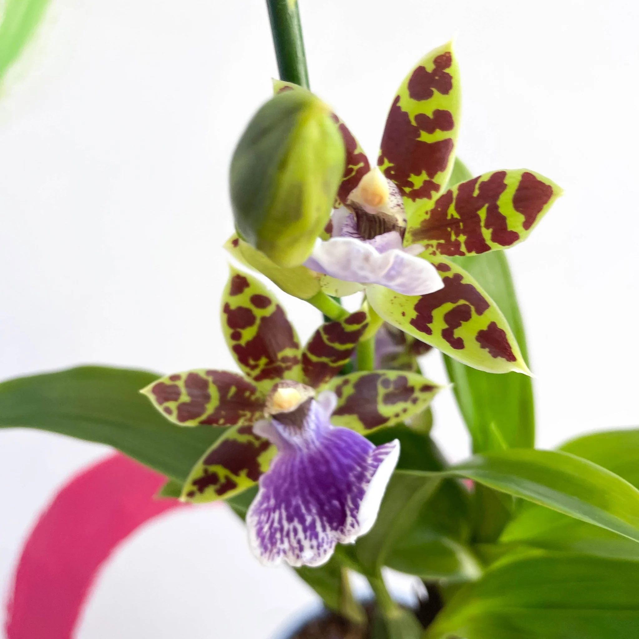 Zygopetalum maculatum - Zygo Orchid - Image 7