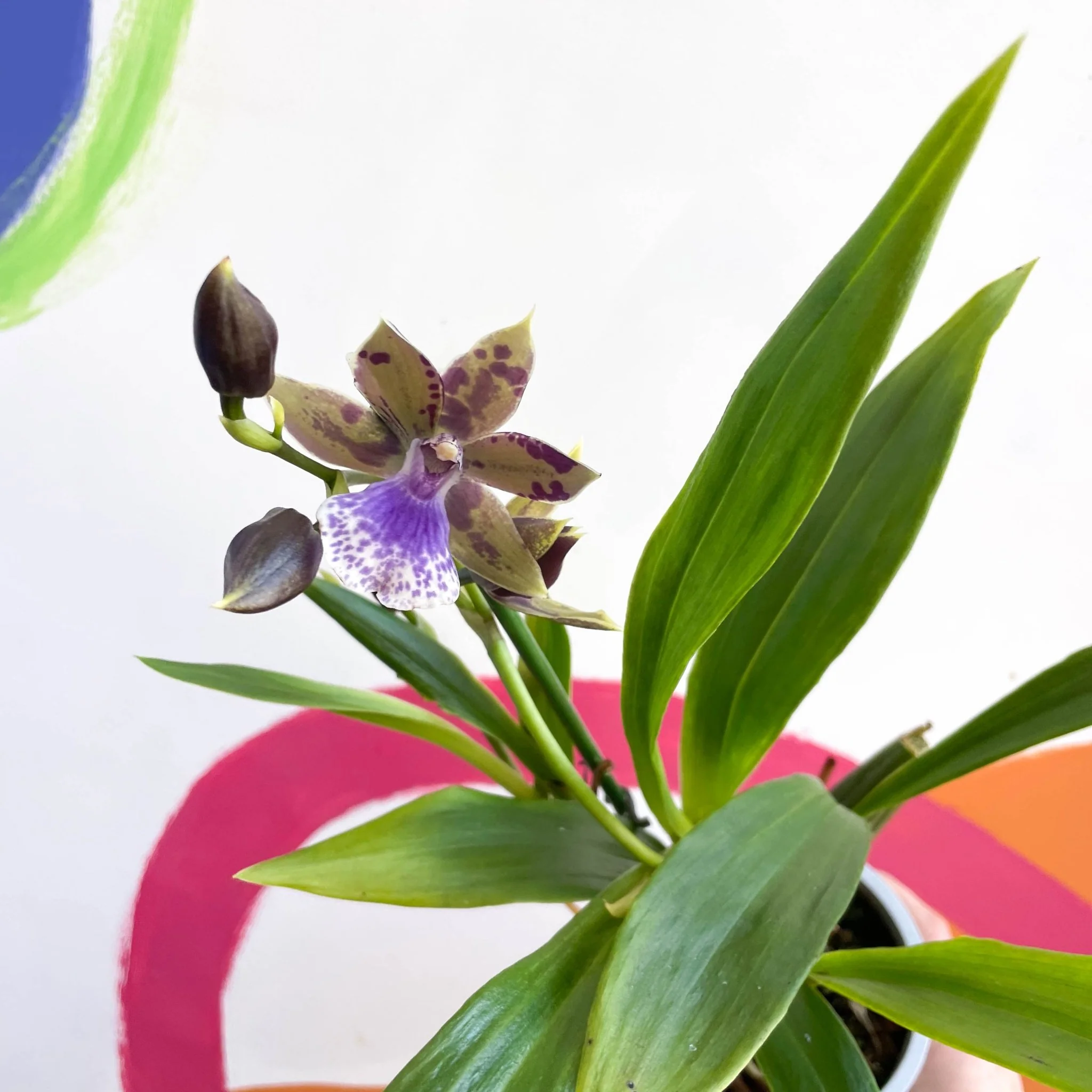 Zygopetalum maxillare - Zygo Orchid