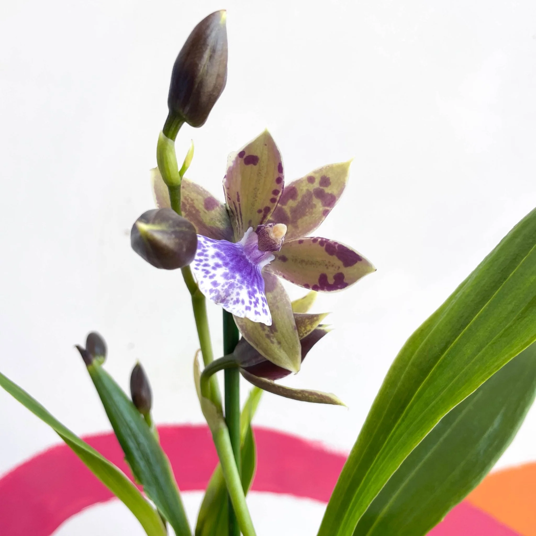 Zygopetalum maxillare - Zygo Orchid - Image 3